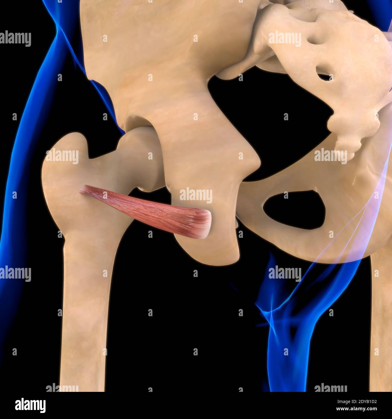 Illustrazione 3D, muscolo è un tessuto molle, le cellule muscolari contengono proteine, producendo una contrazione che cambia sia la lunghezza che la forma del ce Foto Stock