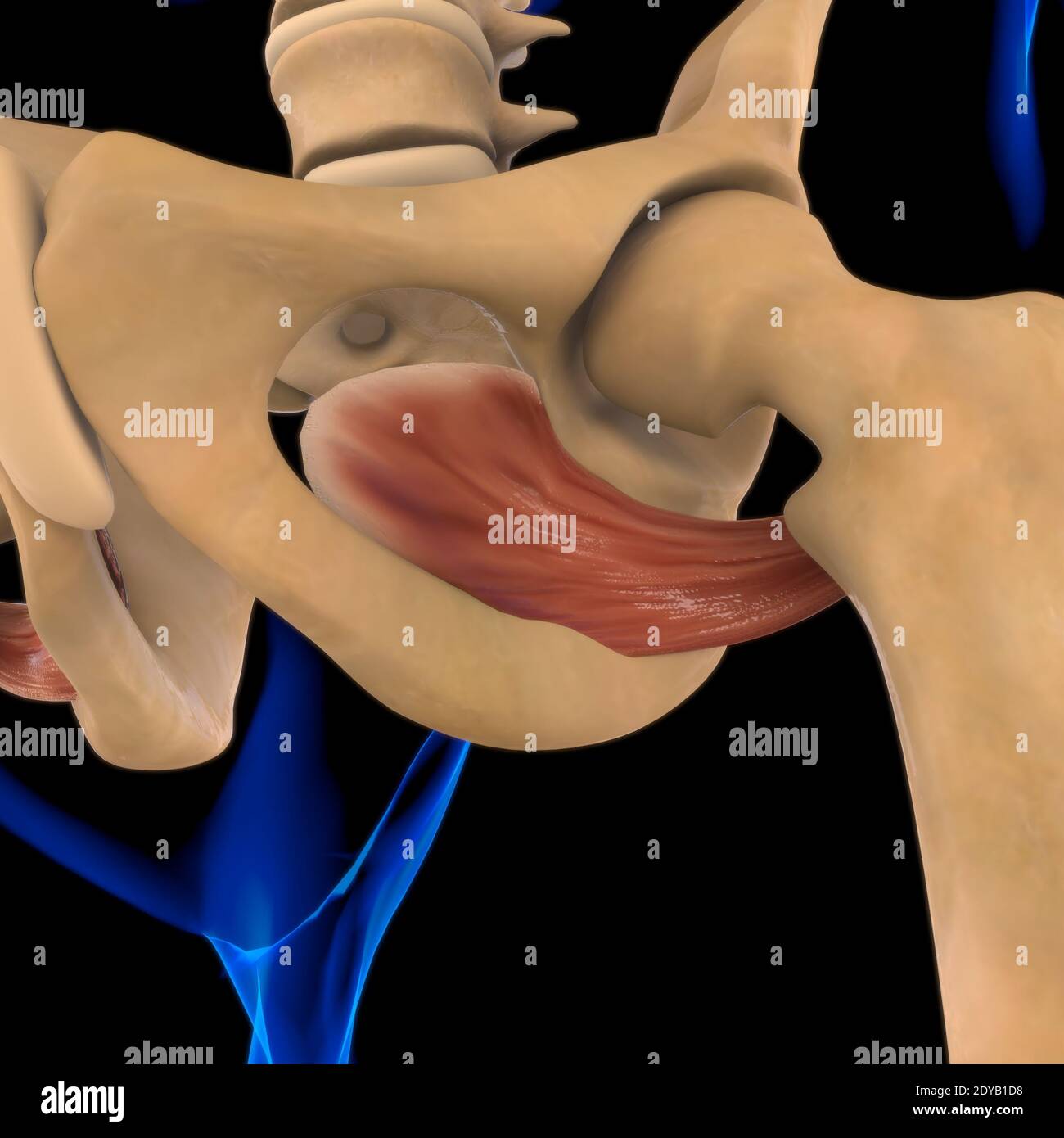 Illustrazione 3D, muscolo è un tessuto molle, le cellule muscolari contengono proteine, producendo una contrazione che cambia sia la lunghezza che la forma del ce Foto Stock