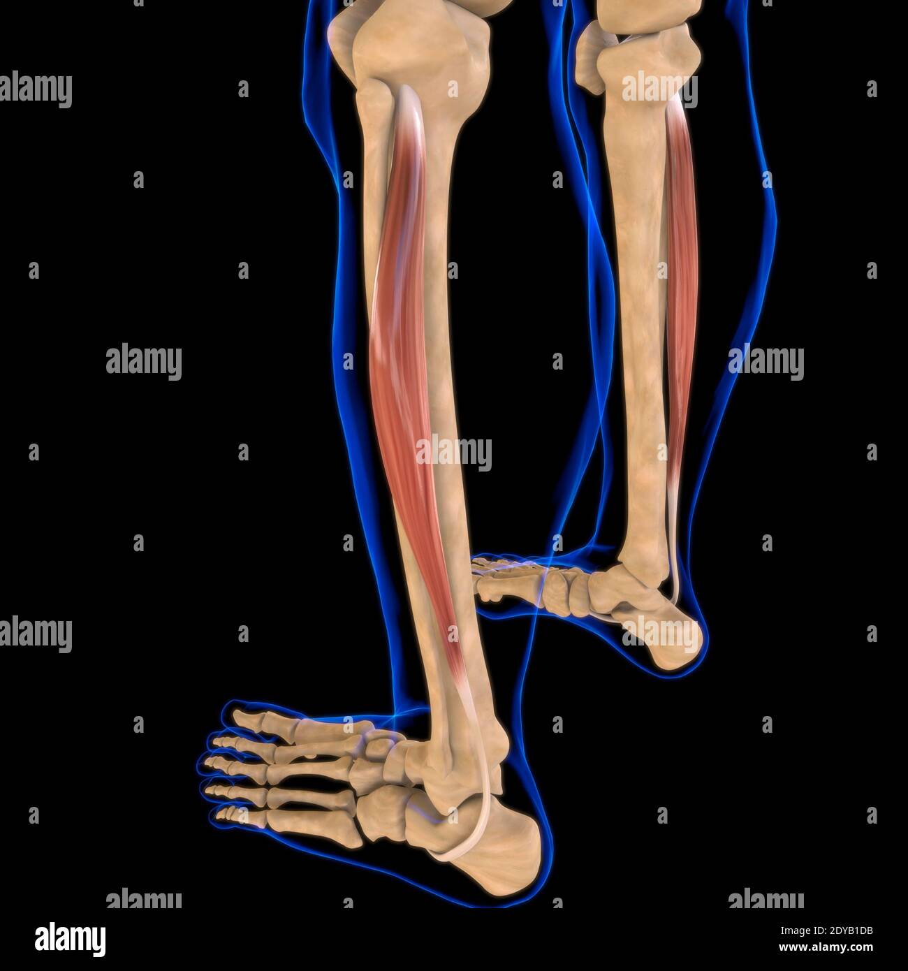 Illustrazione 3D, muscolo è un tessuto molle, le cellule muscolari contengono proteine, producendo una contrazione che cambia sia la lunghezza che la forma del ce Foto Stock