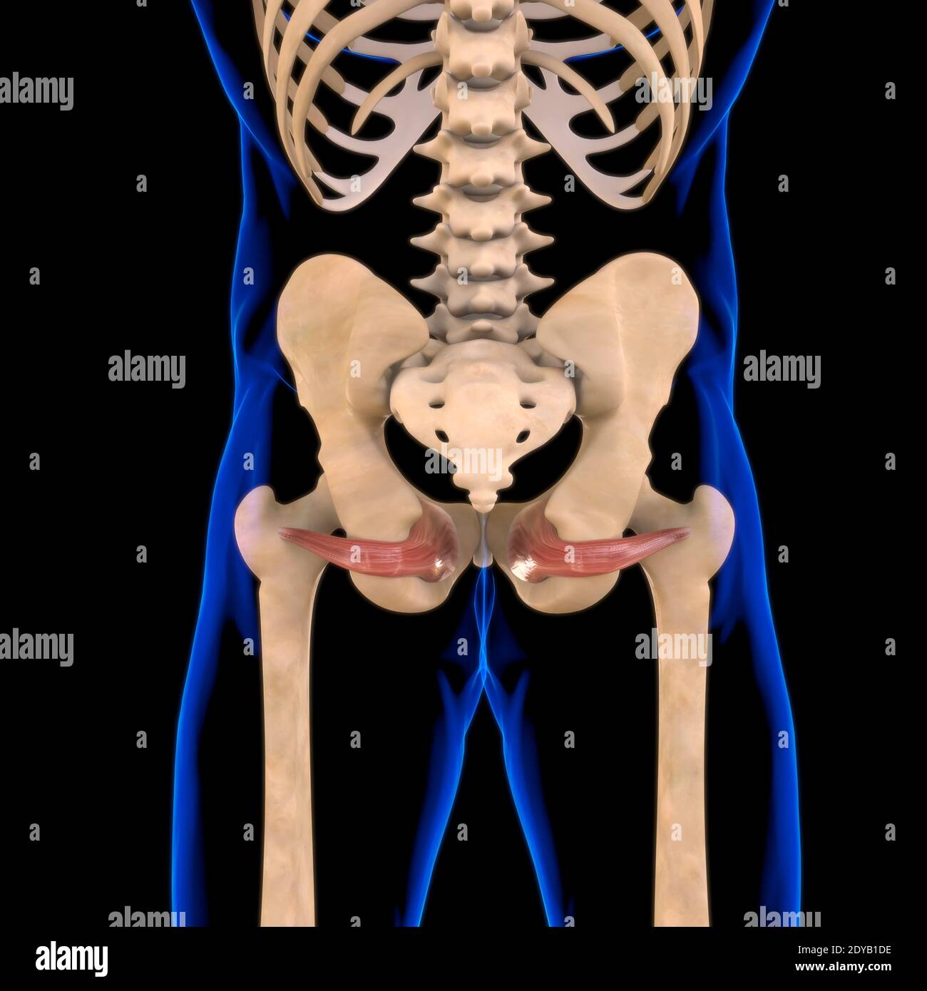 Illustrazione 3D, muscolo è un tessuto molle, le cellule muscolari contengono proteine, producendo una contrazione che cambia sia la lunghezza che la forma del ce Foto Stock