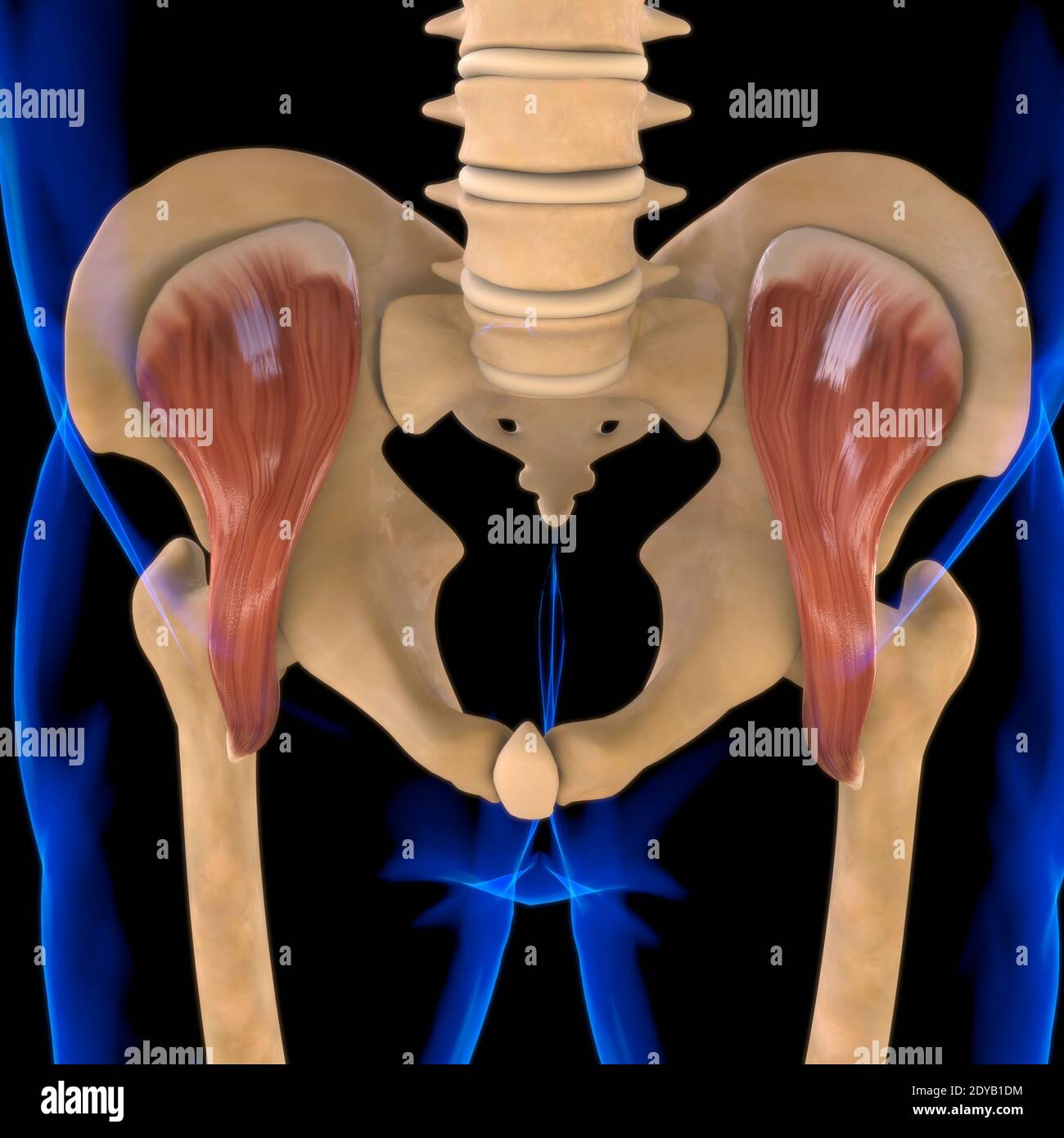 Illustrazione 3D, muscolo è un tessuto molle, le cellule muscolari contengono proteine, producendo una contrazione che cambia sia la lunghezza che la forma del ce Foto Stock