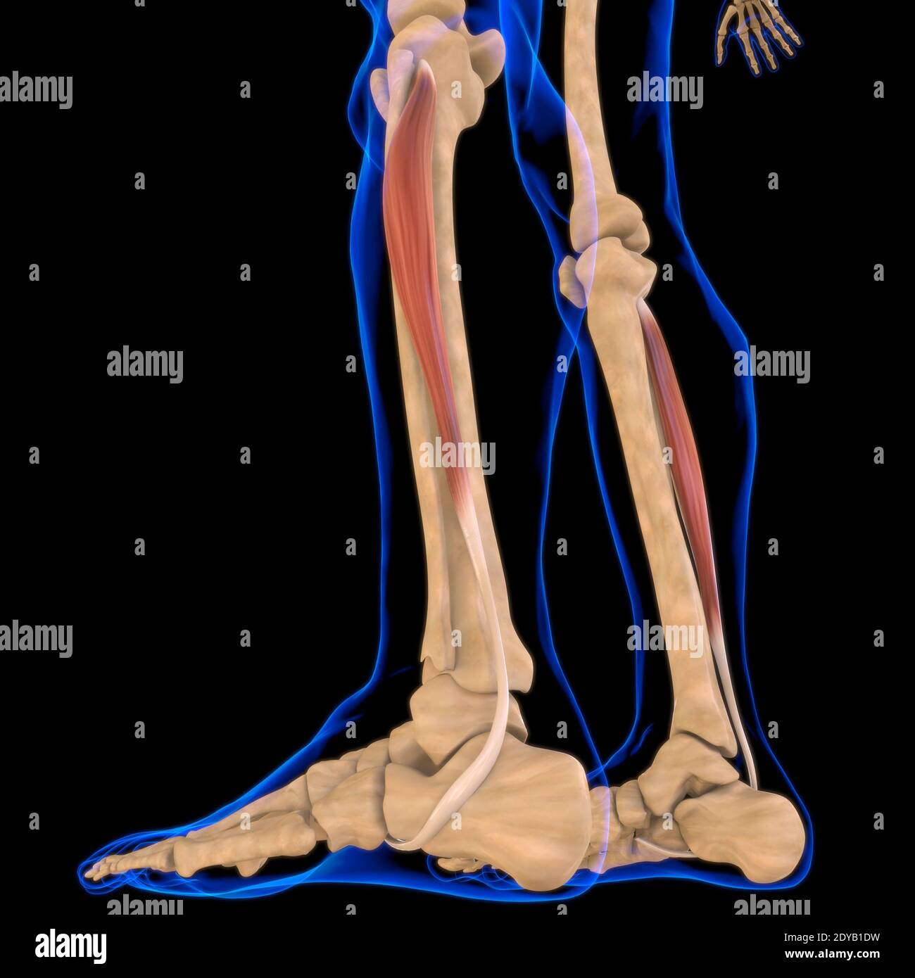 Illustrazione 3D, muscolo è un tessuto molle, le cellule muscolari contengono proteine, producendo una contrazione che cambia sia la lunghezza che la forma del ce Foto Stock