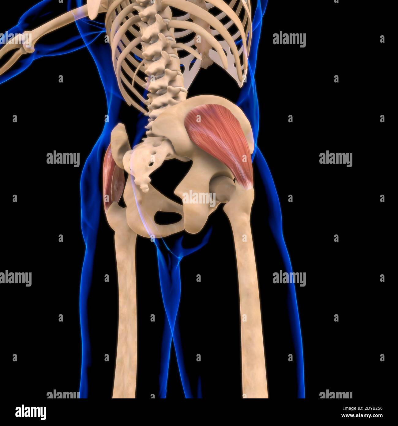 Illustrazione 3D, muscolo è un tessuto molle, le cellule muscolari contengono proteine, producendo una contrazione che cambia sia la lunghezza che la forma del ce Foto Stock