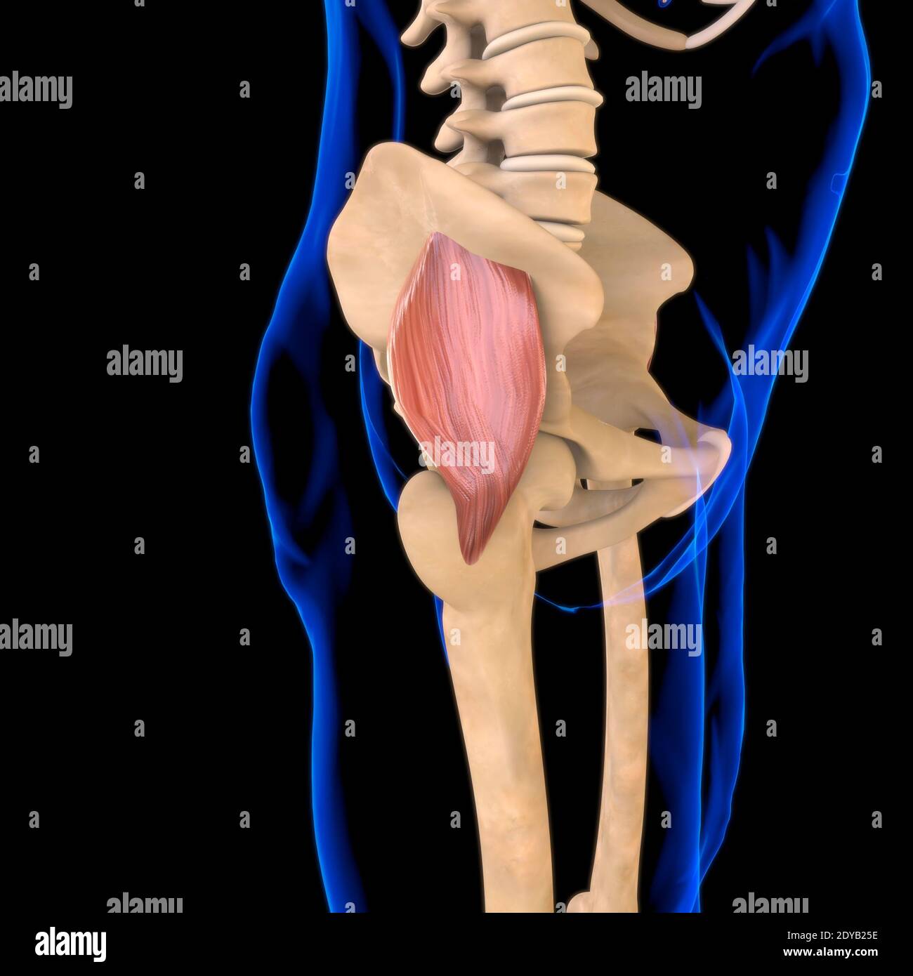 Illustrazione 3D, muscolo è un tessuto molle, le cellule muscolari contengono proteine, producendo una contrazione che cambia sia la lunghezza che la forma del ce Foto Stock