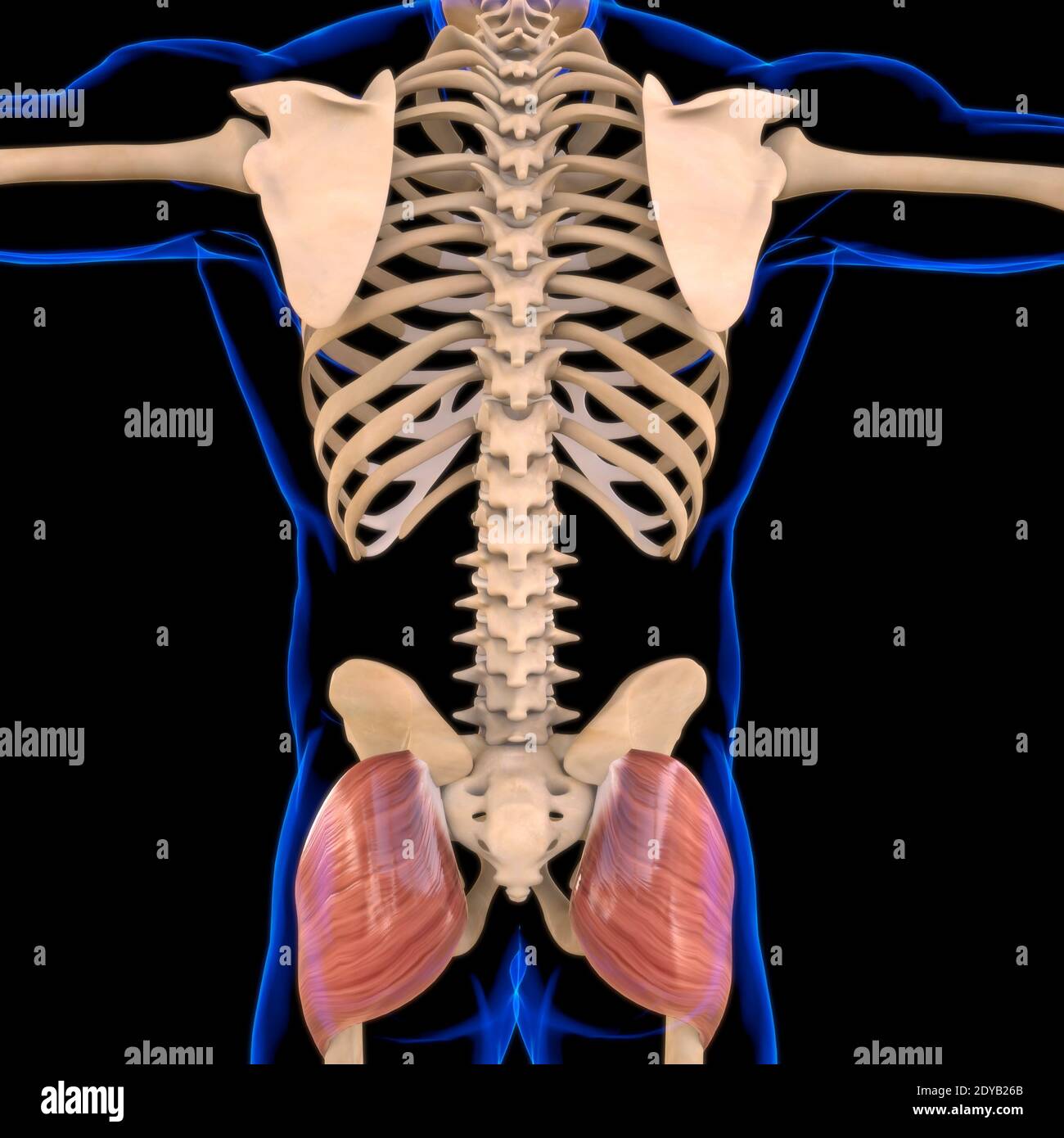 Illustrazione 3D, muscolo è un tessuto molle, le cellule muscolari contengono proteine, producendo una contrazione che cambia sia la lunghezza che la forma del ce Foto Stock