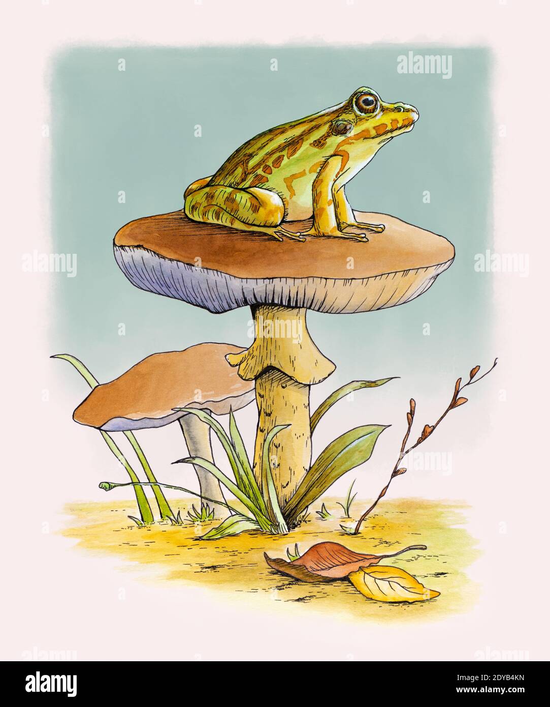 Carina rana riposante su un fungo. Illustrazione dell'inchiostro e dell'acquerello. Foto Stock