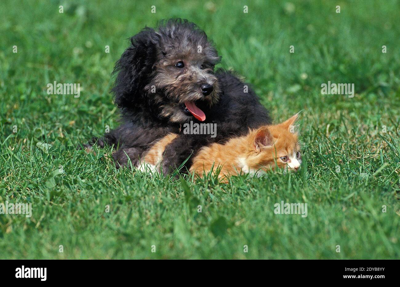 Grigio barboncino Standard, Pup e posa gattino sull'erba Foto Stock
