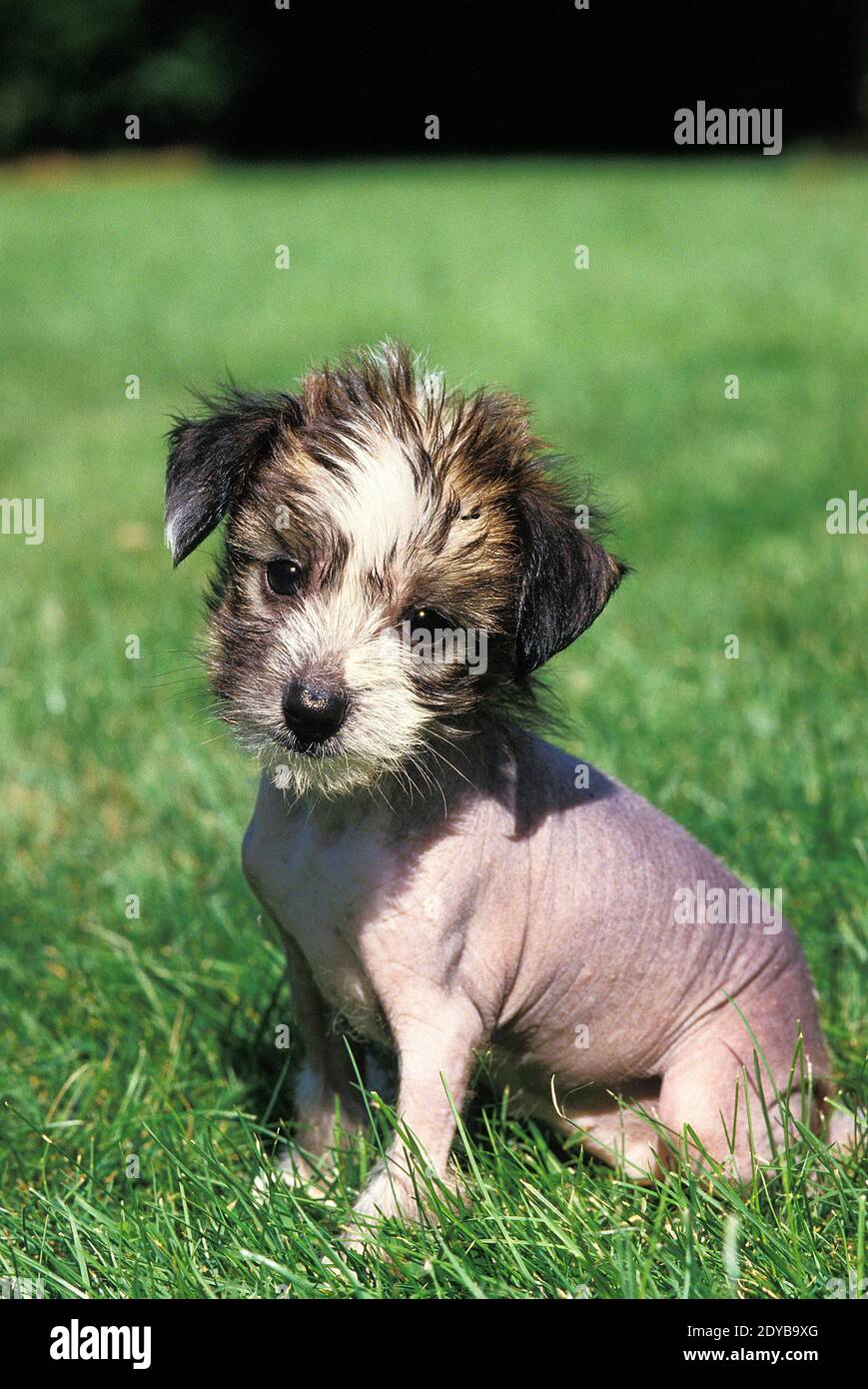 Chinese Crested Dog, Pup seduto sull'erba Foto Stock
