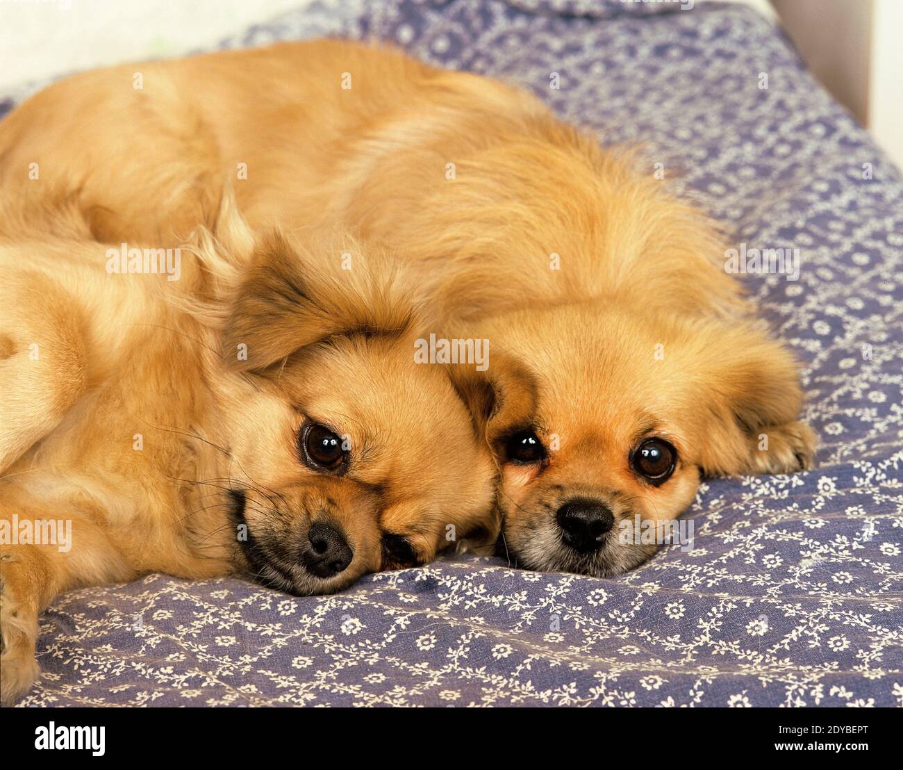 Tibetan Spaniel appoggiata Foto Stock