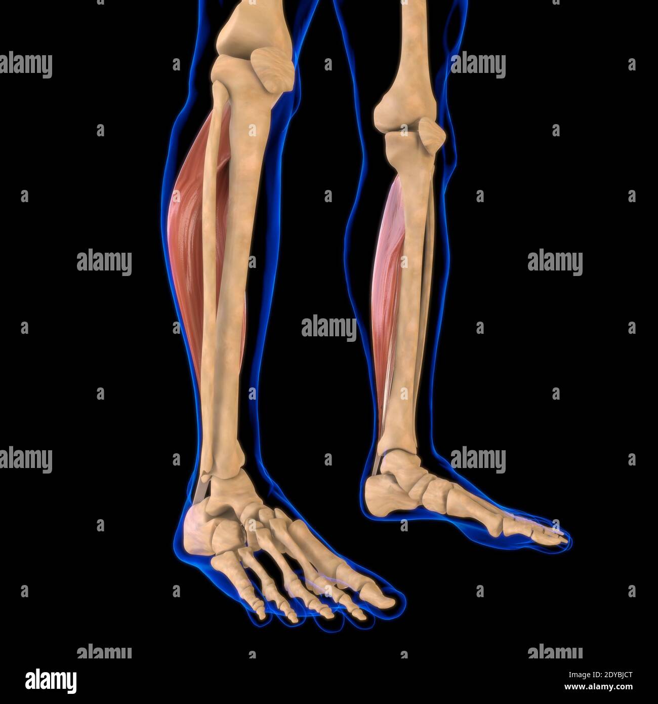 Illustrazione 3D, muscolo è un tessuto molle, le cellule muscolari contengono proteine, producendo una contrazione che cambia sia la lunghezza che la forma Foto Stock
