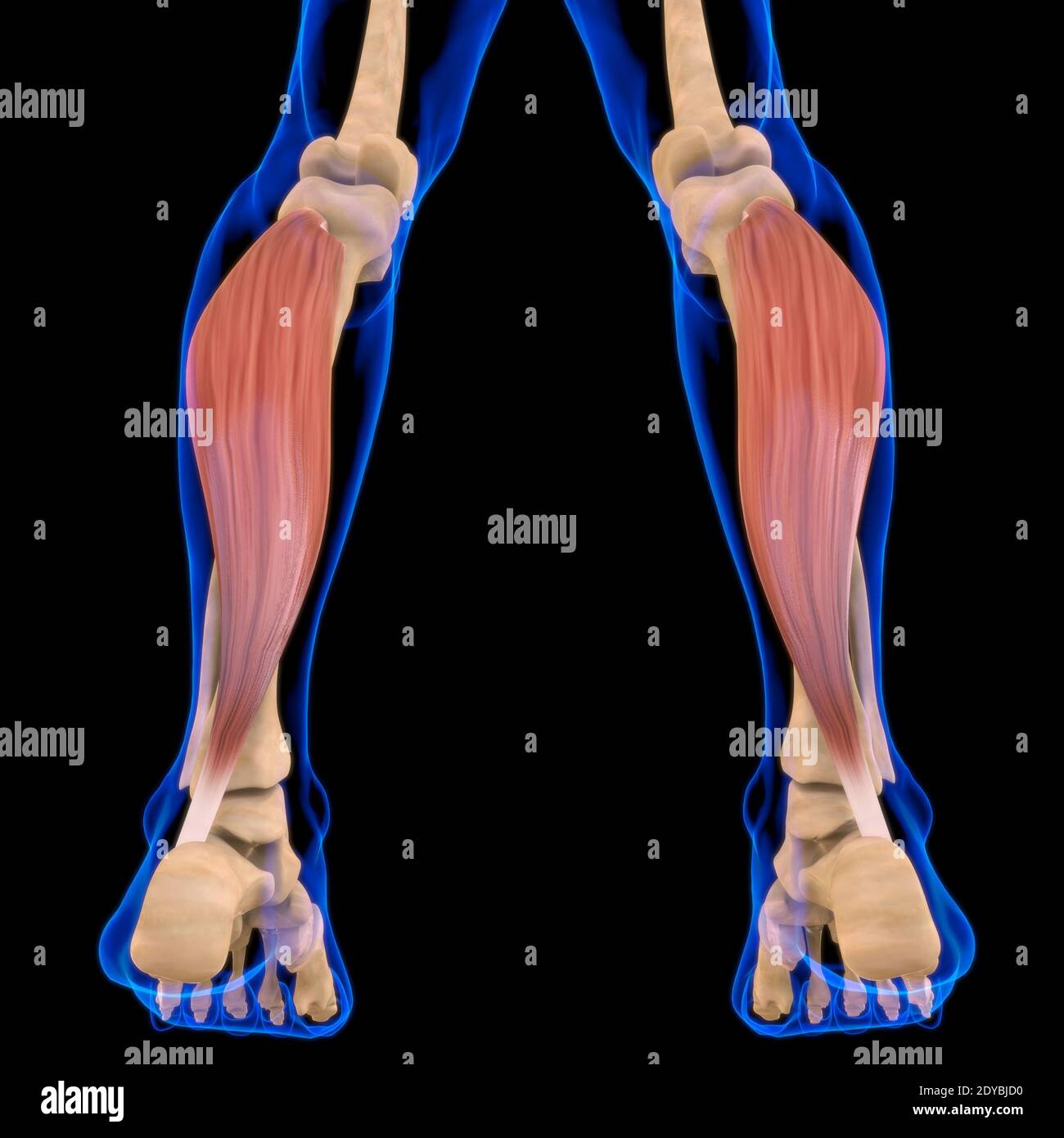 Illustrazione 3D, muscolo è un tessuto molle, le cellule muscolari contengono proteine, producendo una contrazione che cambia sia la lunghezza che la forma Foto Stock