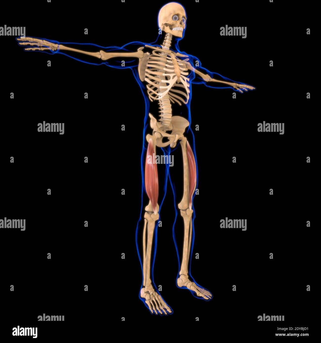 Illustrazione 3D, muscolo è un tessuto molle, le cellule muscolari contengono proteine, producendo una contrazione che cambia sia la lunghezza che la forma Foto Stock