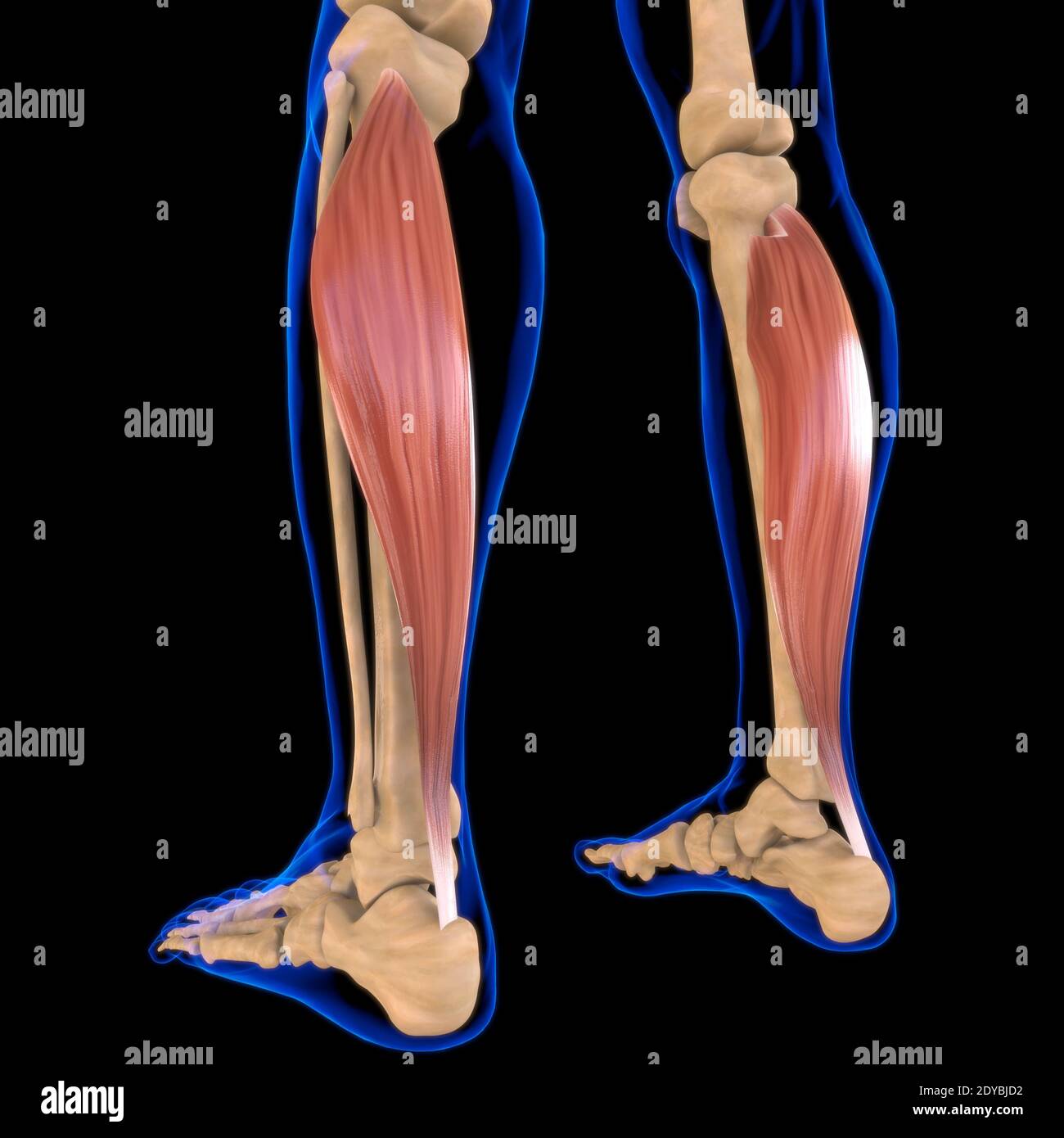 Illustrazione 3D, muscolo è un tessuto molle, le cellule muscolari contengono proteine, producendo una contrazione che cambia sia la lunghezza che la forma Foto Stock