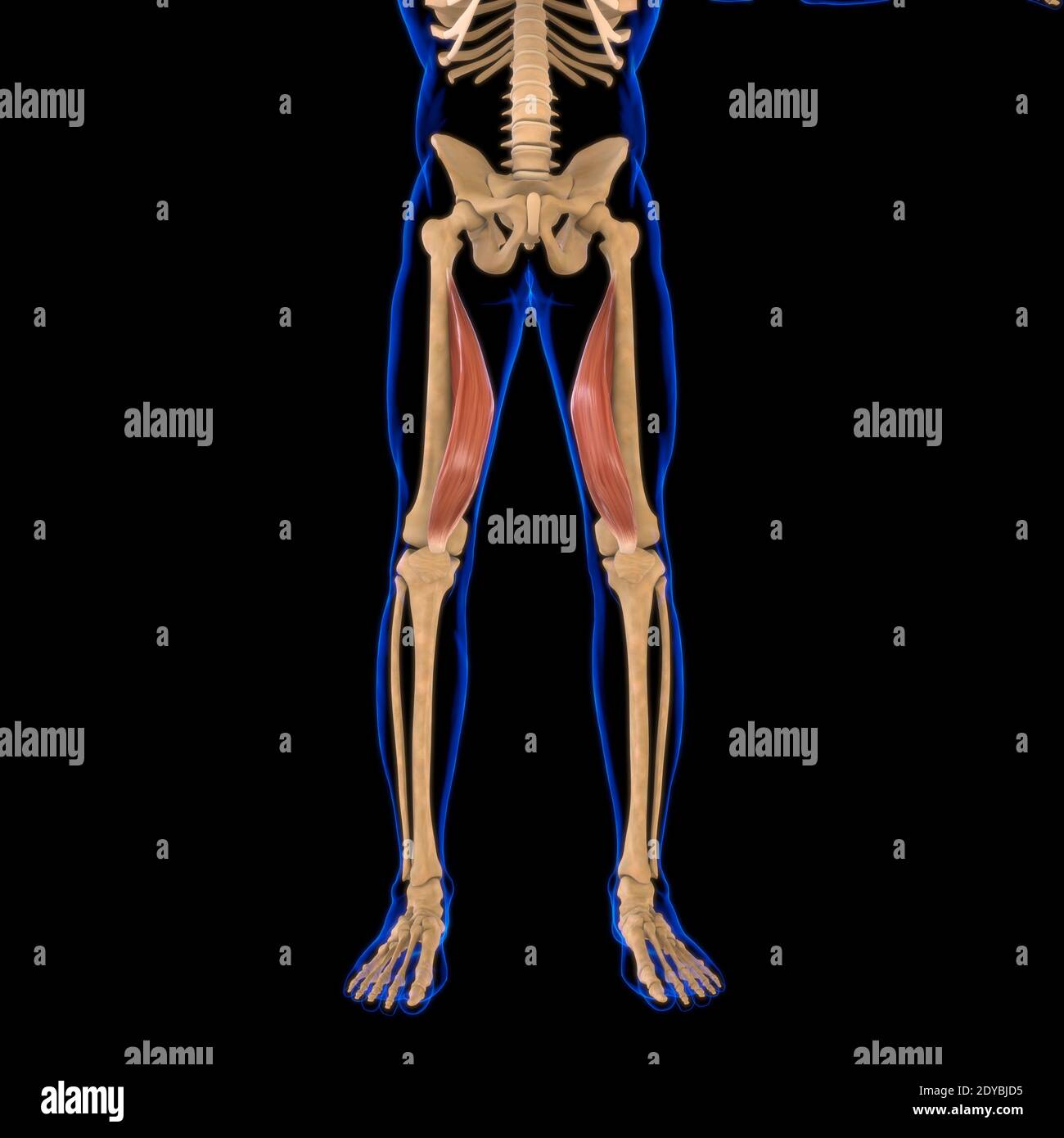 Illustrazione 3D, muscolo è un tessuto molle, le cellule muscolari contengono proteine, producendo una contrazione che cambia sia la lunghezza che la forma Foto Stock