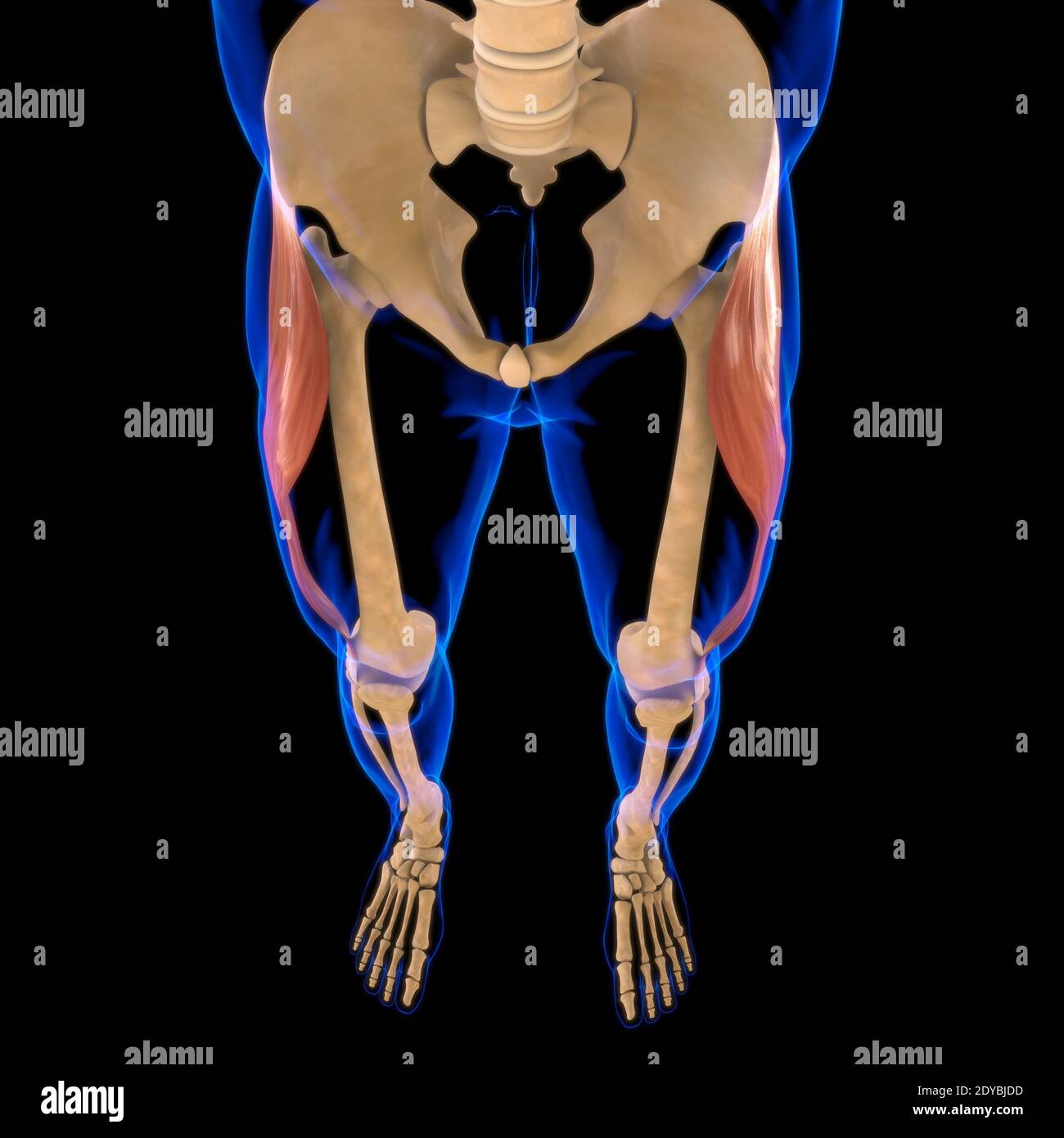 Illustrazione 3D, muscolo è un tessuto molle, le cellule muscolari contengono proteine, producendo una contrazione che cambia sia la lunghezza che la forma Foto Stock