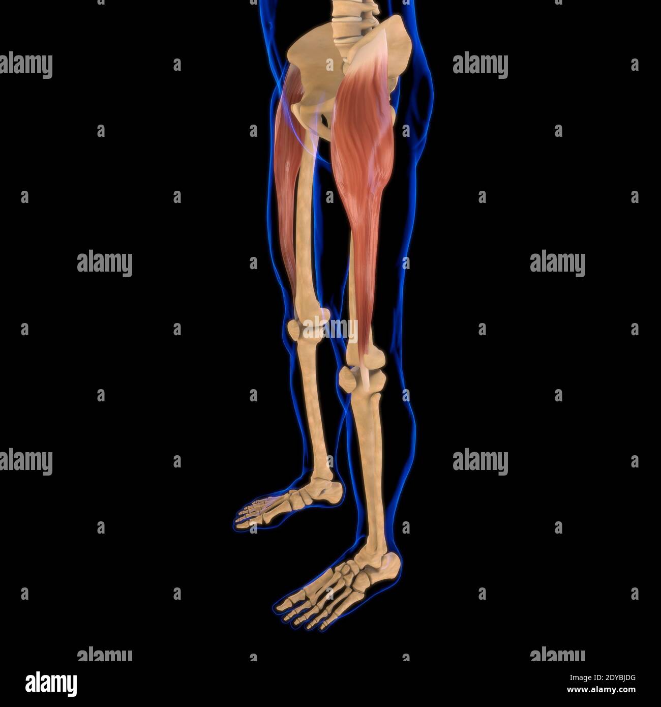Illustrazione 3D, muscolo è un tessuto molle, le cellule muscolari contengono proteine, producendo una contrazione che cambia sia la lunghezza che la forma Foto Stock