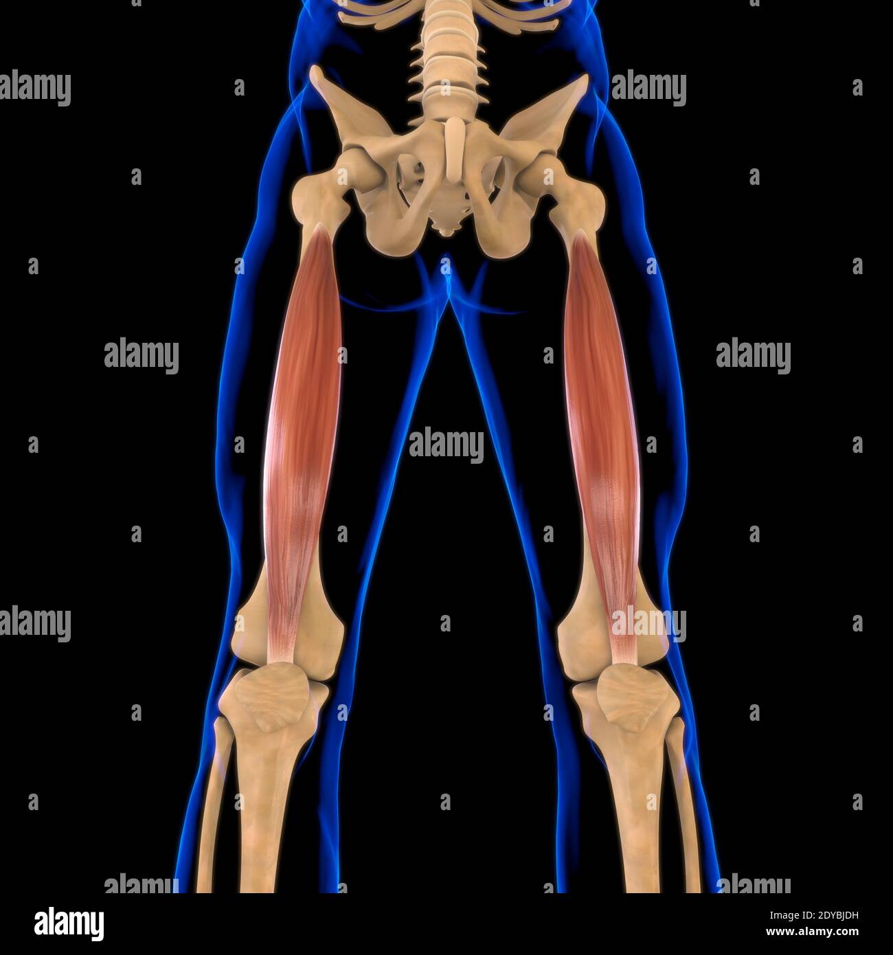 Illustrazione 3D, muscolo è un tessuto molle, le cellule muscolari contengono proteine, producendo una contrazione che cambia sia la lunghezza che la forma Foto Stock