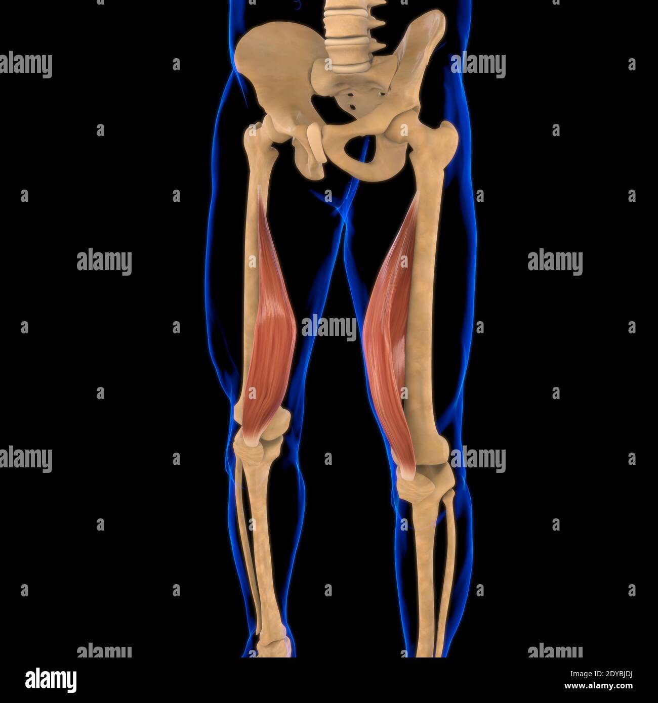 Illustrazione 3D, muscolo è un tessuto molle, le cellule muscolari contengono proteine, producendo una contrazione che cambia sia la lunghezza che la forma Foto Stock