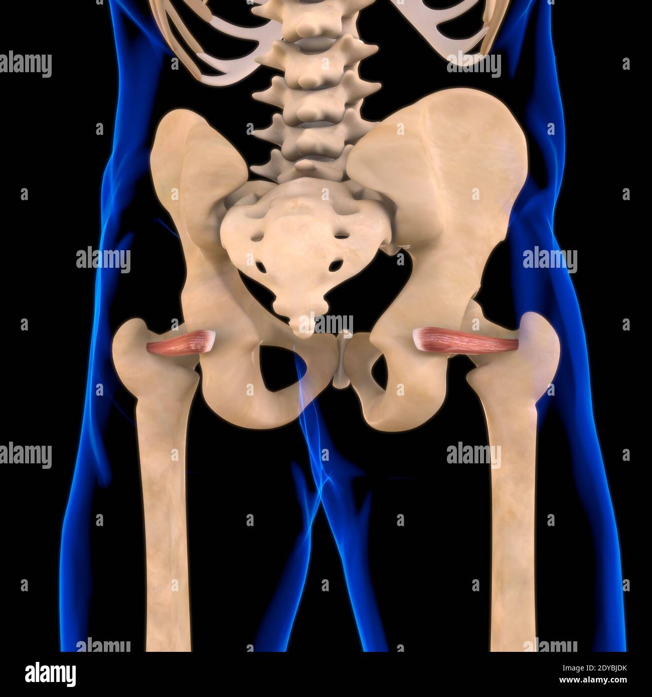 Illustrazione 3D, muscolo è un tessuto molle, le cellule muscolari contengono proteine, producendo una contrazione che cambia sia la lunghezza che la forma Foto Stock