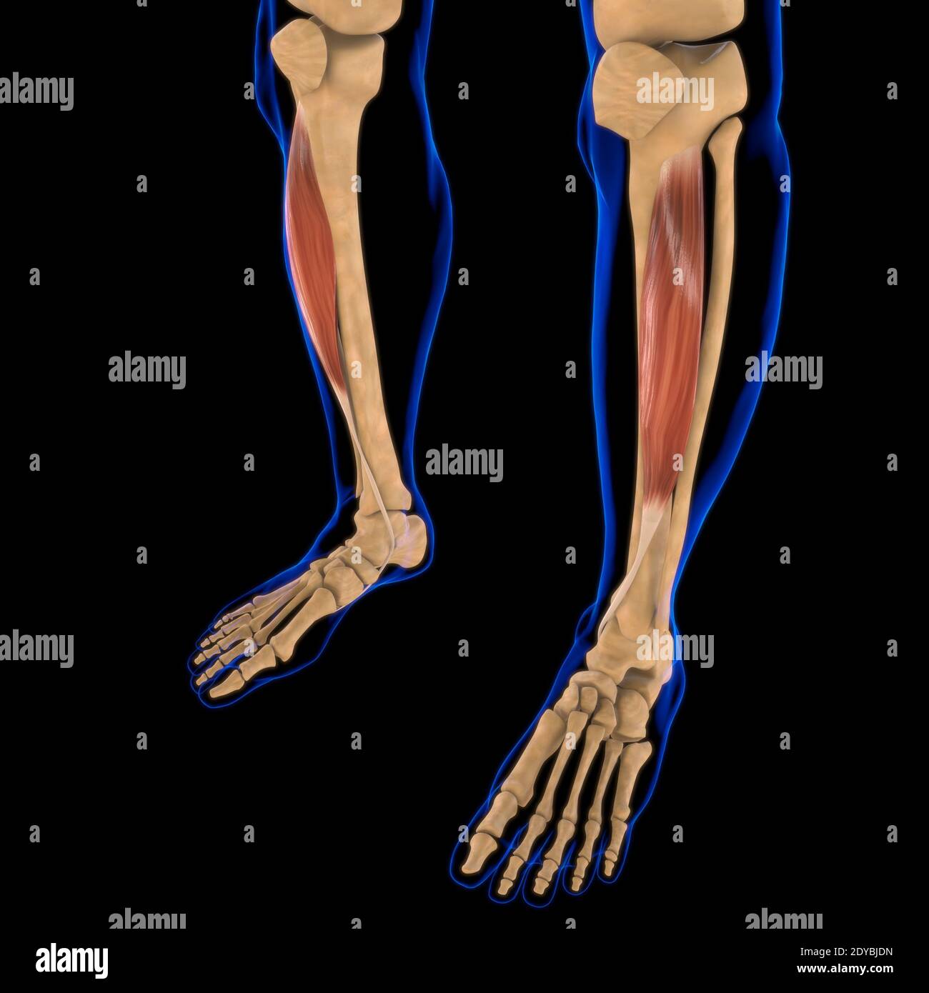 Illustrazione 3D, muscolo è un tessuto molle, le cellule muscolari contengono proteine, producendo una contrazione che cambia sia la lunghezza che la forma Foto Stock
