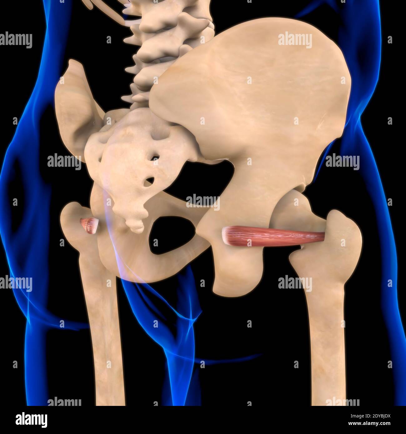 Illustrazione 3D, muscolo è un tessuto molle, le cellule muscolari contengono proteine, producendo una contrazione che cambia sia la lunghezza che la forma Foto Stock