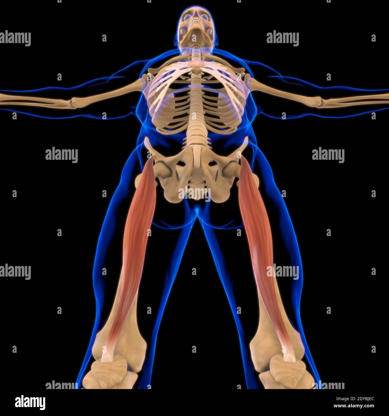 Illustrazione 3D, muscolo è un tessuto molle, le cellule muscolari contengono proteine, producendo una contrazione che cambia sia la lunghezza che la forma Foto Stock
