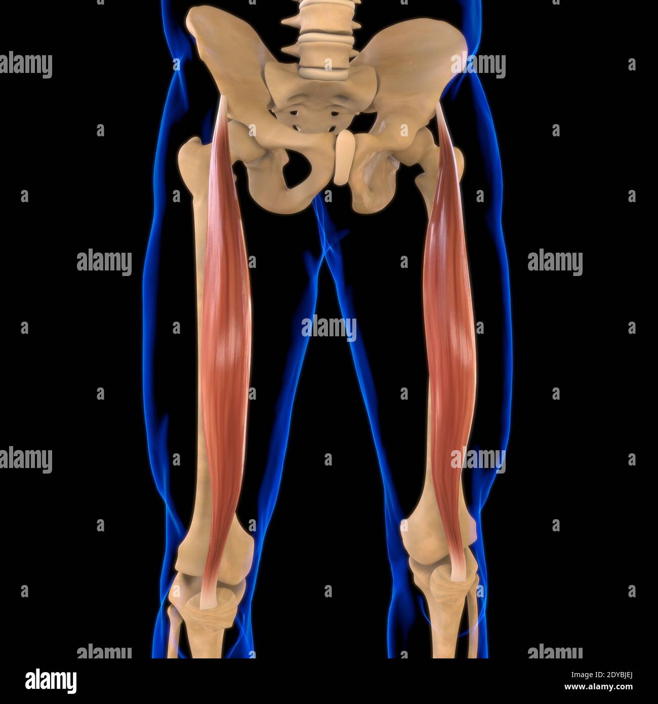 Illustrazione 3D, muscolo è un tessuto molle, le cellule muscolari contengono proteine, producendo una contrazione che cambia sia la lunghezza che la forma Foto Stock