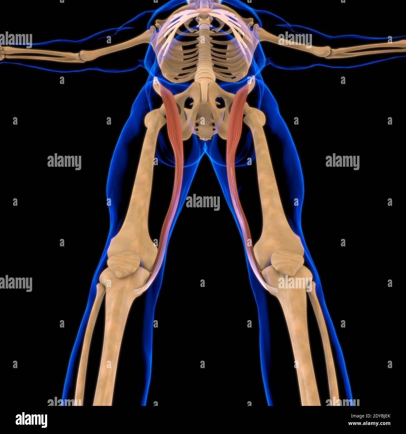 Illustrazione 3D, muscolo è un tessuto molle, le cellule muscolari contengono proteine, producendo una contrazione che cambia sia la lunghezza che la forma Foto Stock