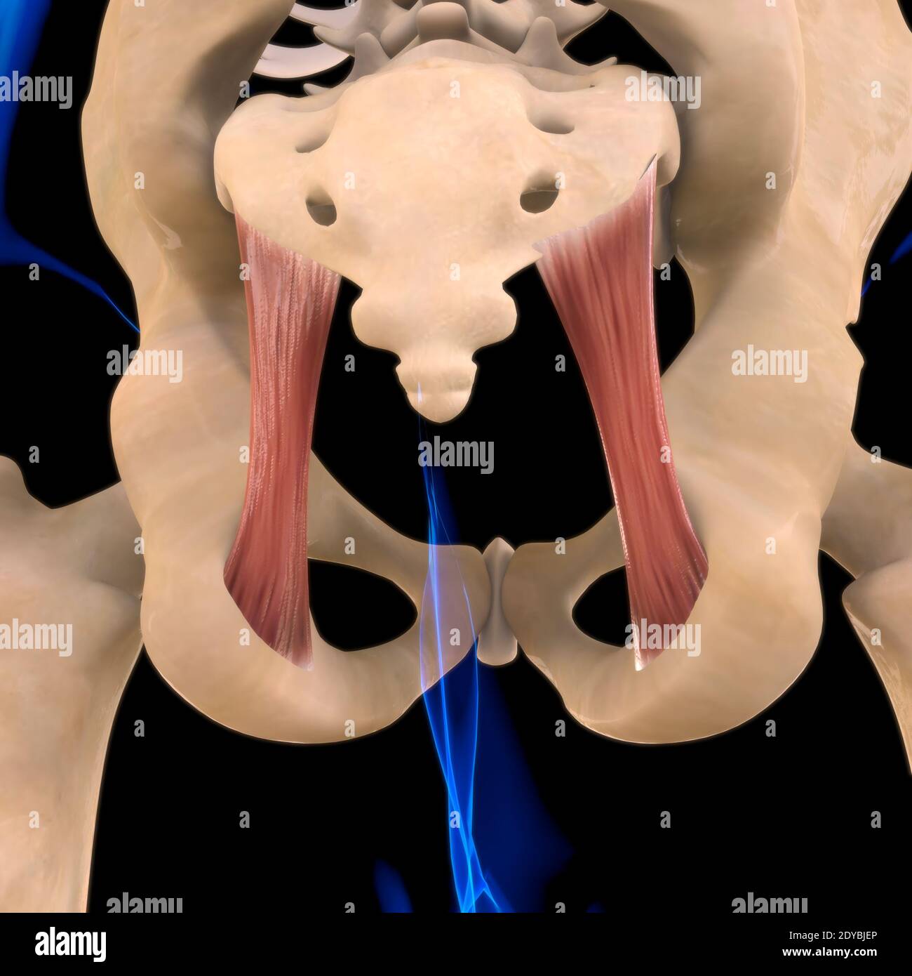 Illustrazione 3D, muscolo è un tessuto molle, le cellule muscolari contengono proteine, producendo una contrazione che cambia sia la lunghezza che la forma Foto Stock