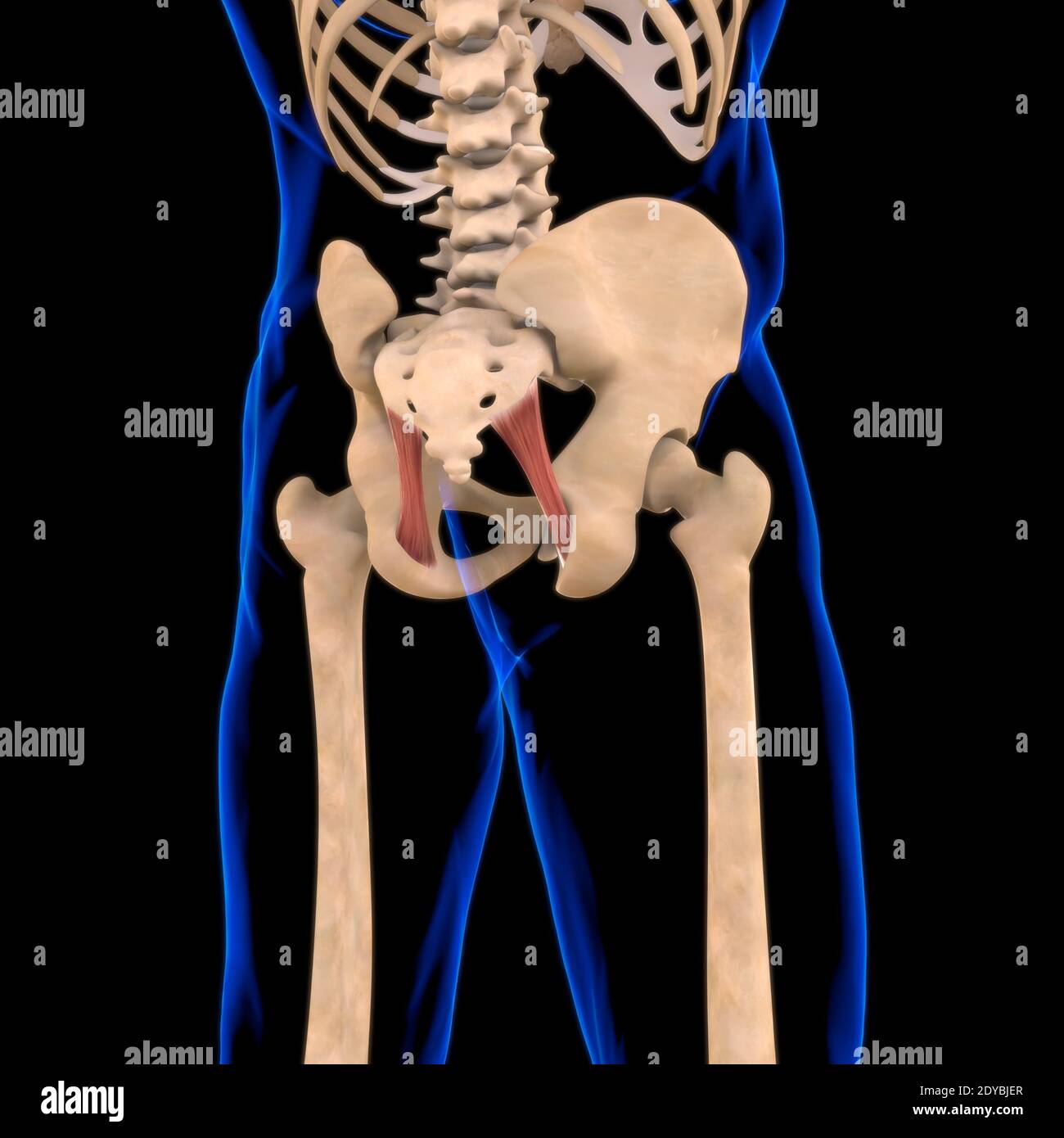 Illustrazione 3D, muscolo è un tessuto molle, le cellule muscolari contengono proteine, producendo una contrazione che cambia sia la lunghezza che la forma Foto Stock