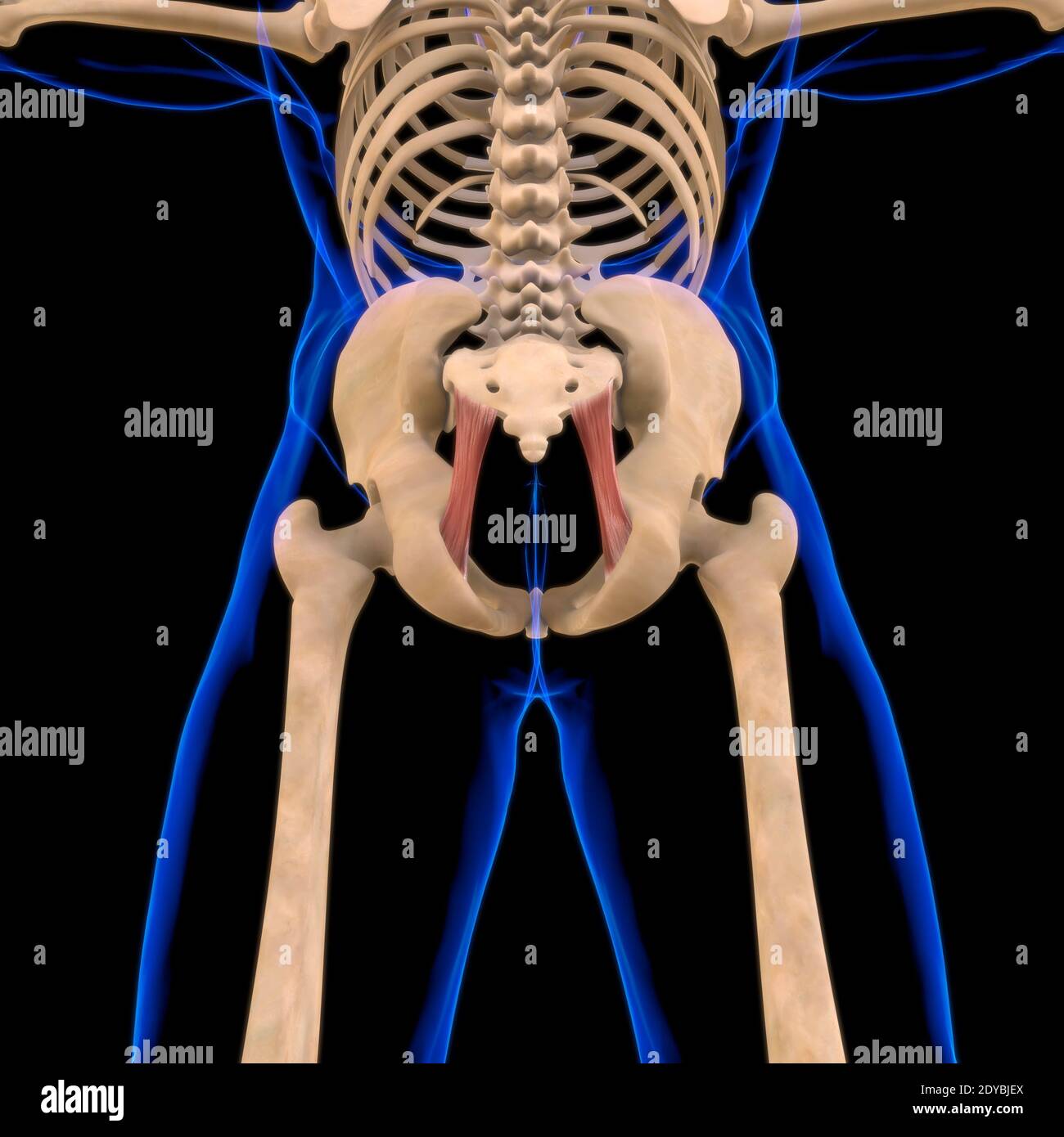 Illustrazione 3D, muscolo è un tessuto molle, le cellule muscolari contengono proteine, producendo una contrazione che cambia sia la lunghezza che la forma Foto Stock