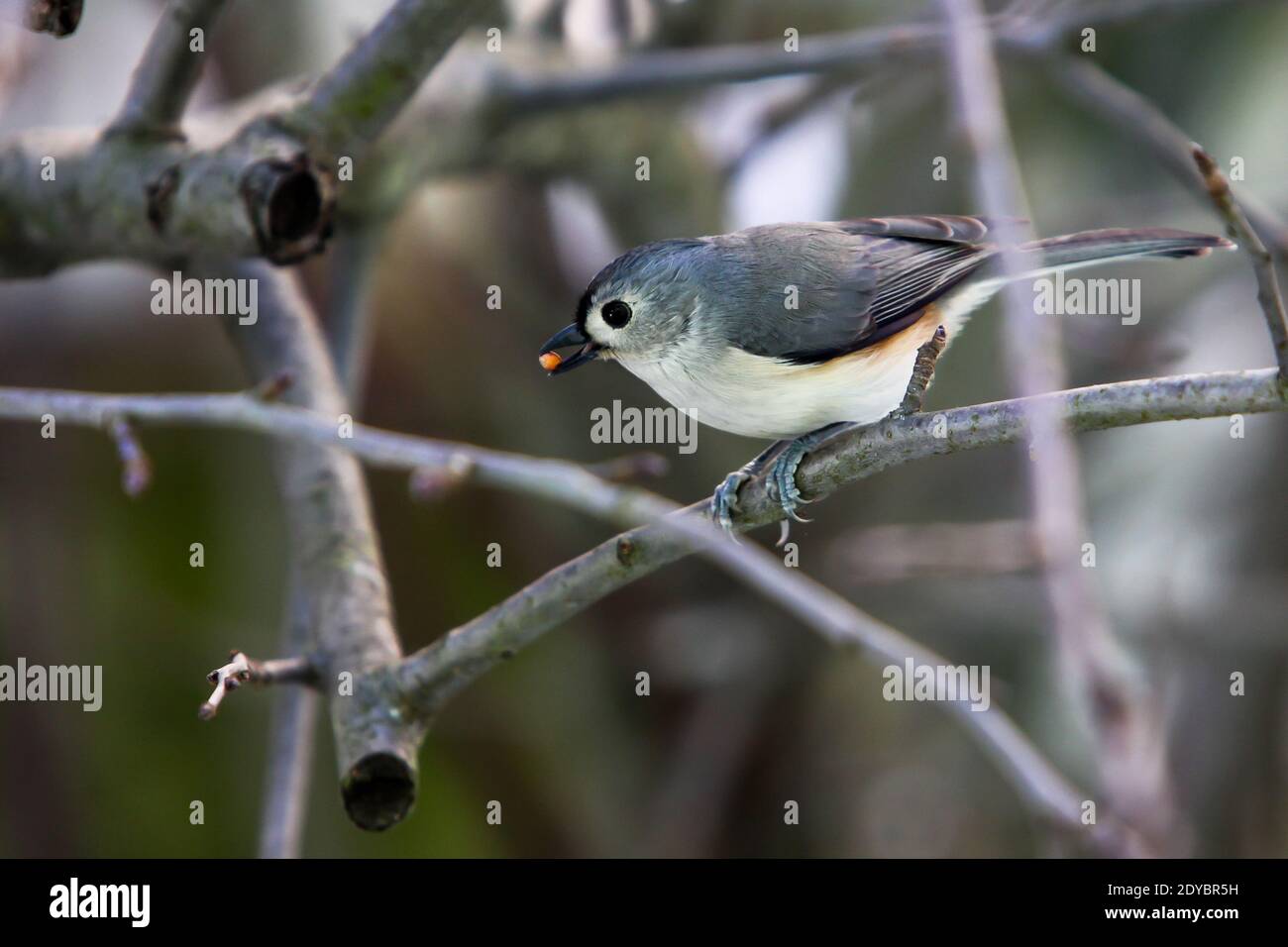 Titmouse con tufted seduto sul ramo fuori in inverno Foto Stock