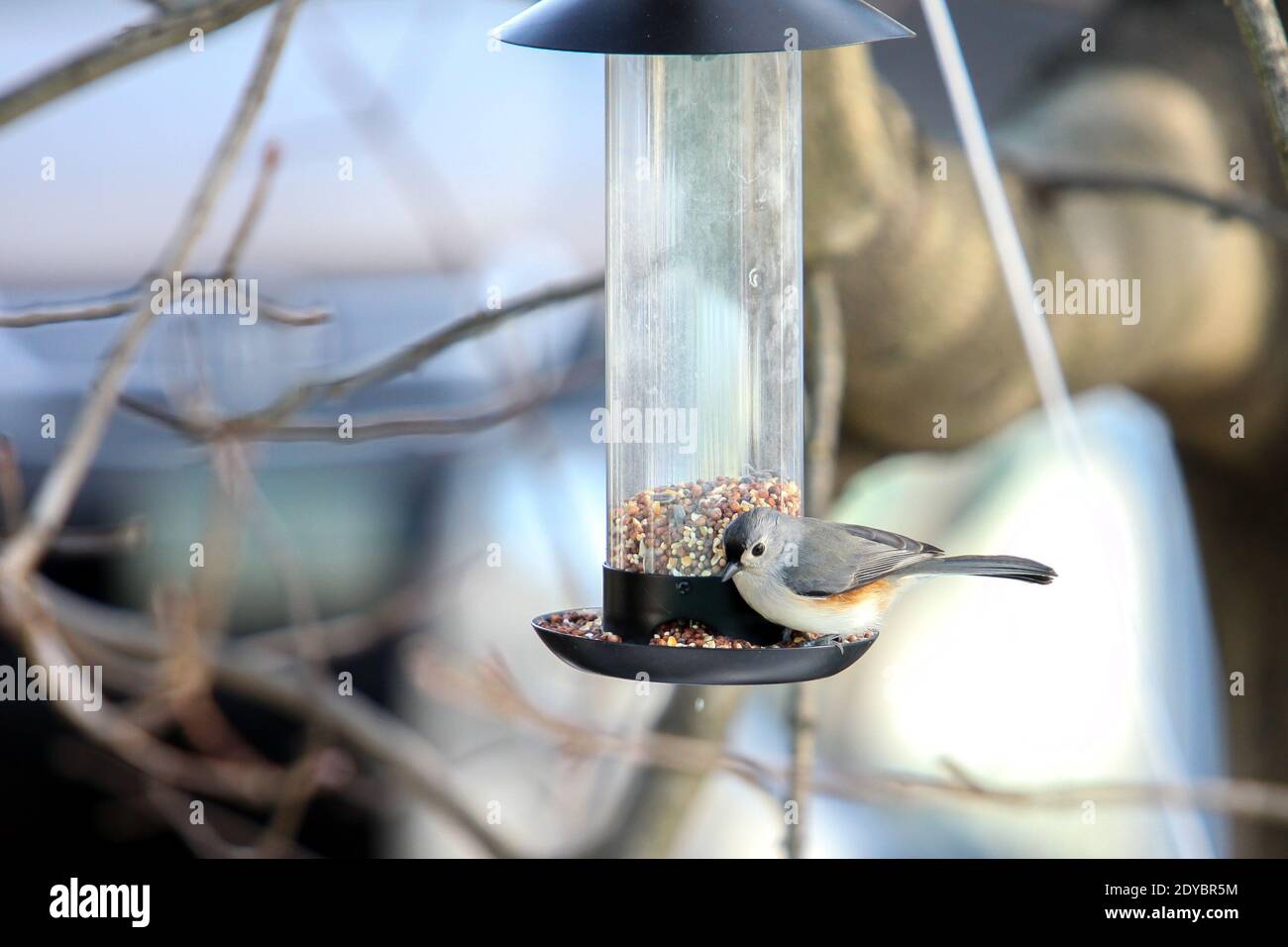 Titmouse con tufted sull'alimentatore di uccelli nella stagione invernale Foto Stock
