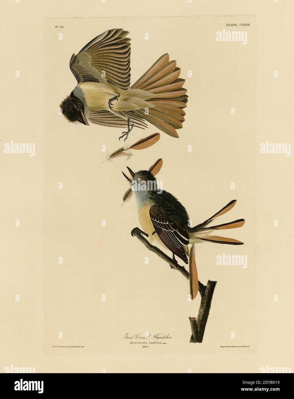 Plate 129 Great Crested Flycatcher, from the Birds of America folio (1827–1839) di John James Audubon - immagine modificata di altissima risoluzione e qualità Foto Stock