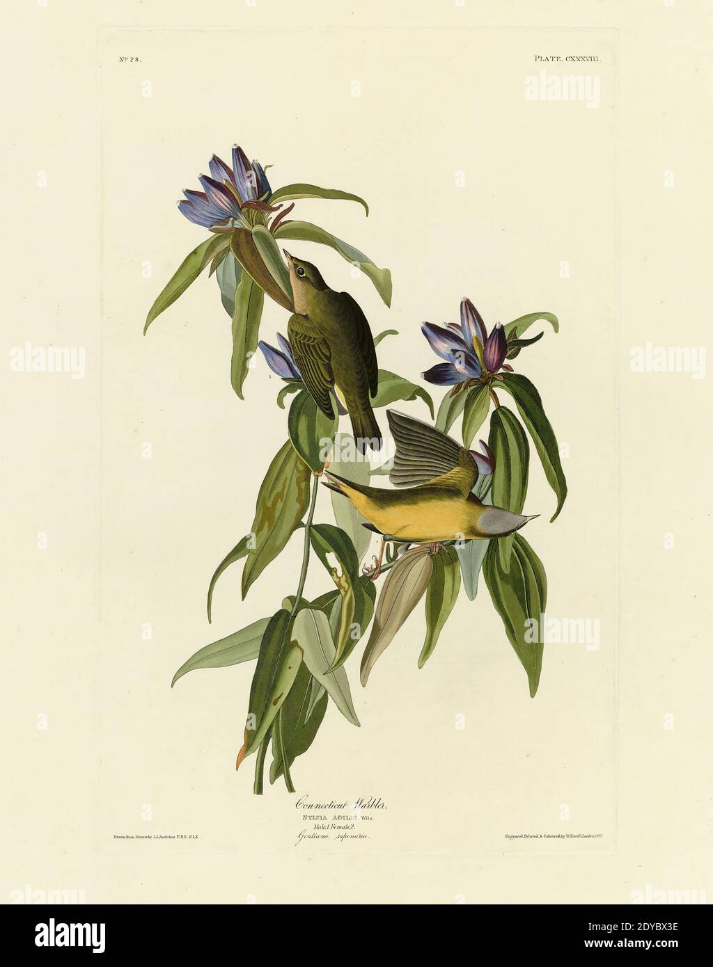 Plate 138 Connecticut Warbler, from the Birds of America folio (1827–1839) di John James Audubon - immagine modificata di altissima risoluzione e qualità Foto Stock