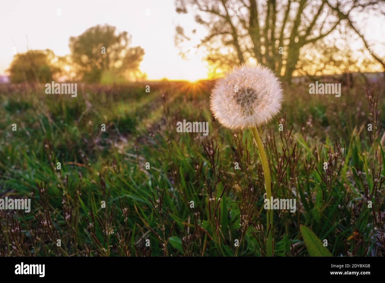 Un dente di leone nella luce rossa della sera del sole, primo piano Foto Stock