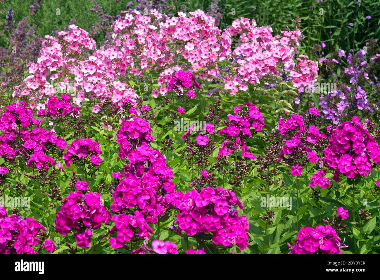 Giardino erbaceo Phlox paniculata in crescita Foto Stock