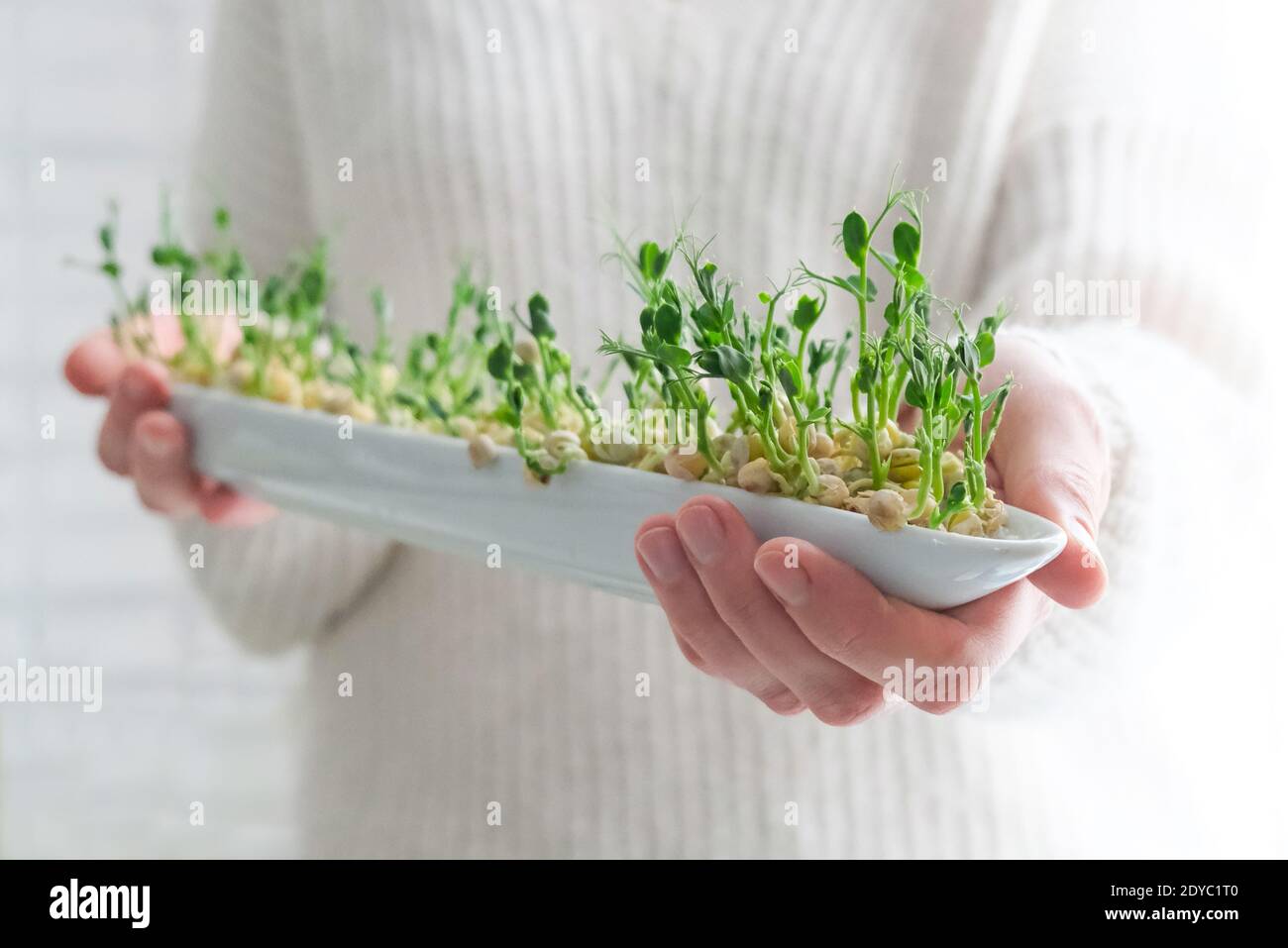 Piselli microgrede nelle mani della donna. Giorno della Terra. Germinazione di seme a casa. Spazio per il testo. Concetto Vegano e alimentazione sana. Germogli crescenti. Foto Stock