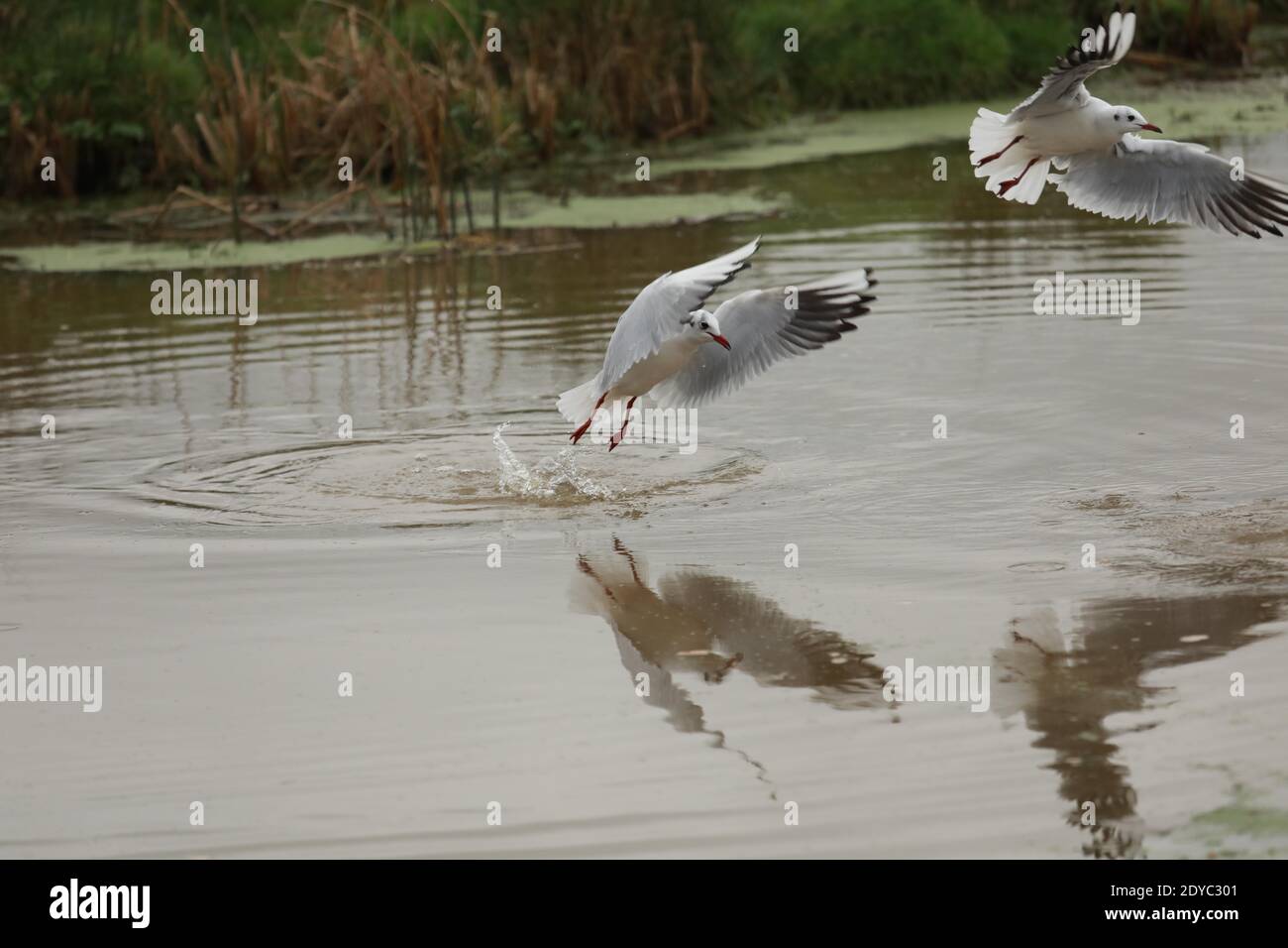 Braunton Marsh, North Devon, Regno Unito. 25 Dic 2020. Seaguls lotta per il cibo il giorno di Natale Credit: Natasha Quarmby/Alamy Live News Foto Stock