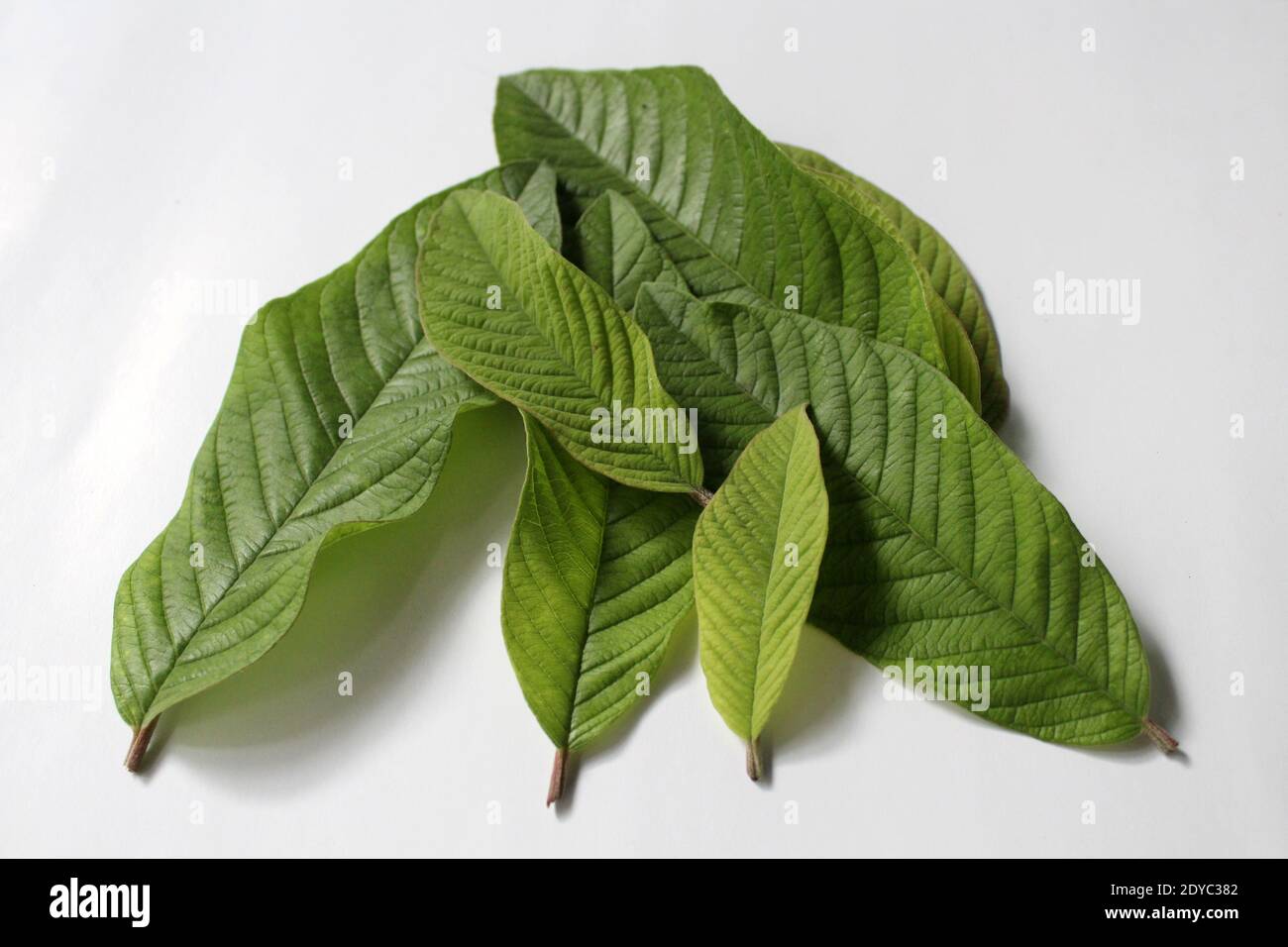 Guava (Psidium guajava) foglie su sfondo bianco Foto Stock