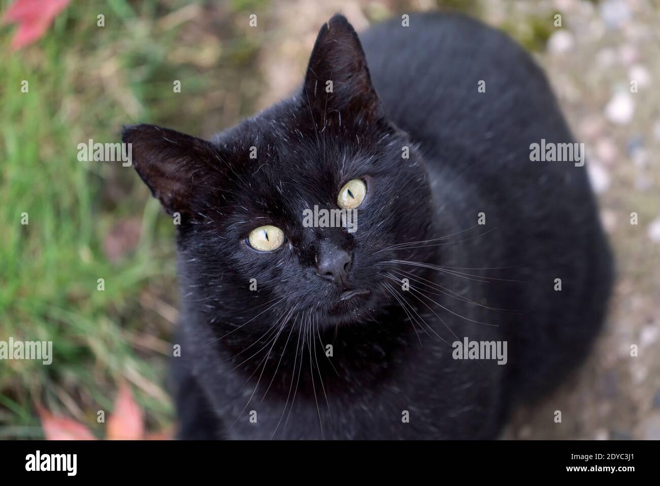 Gatto nero, Felis catus, guardando verso l'alto, Foto Stock