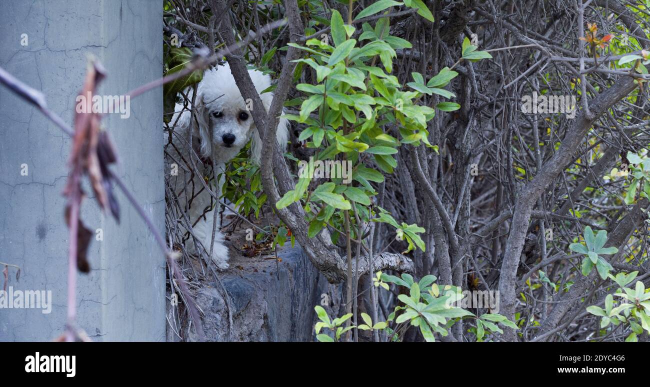 Cane bianco poodle guardando attraverso recinzione lima perù Foto Stock