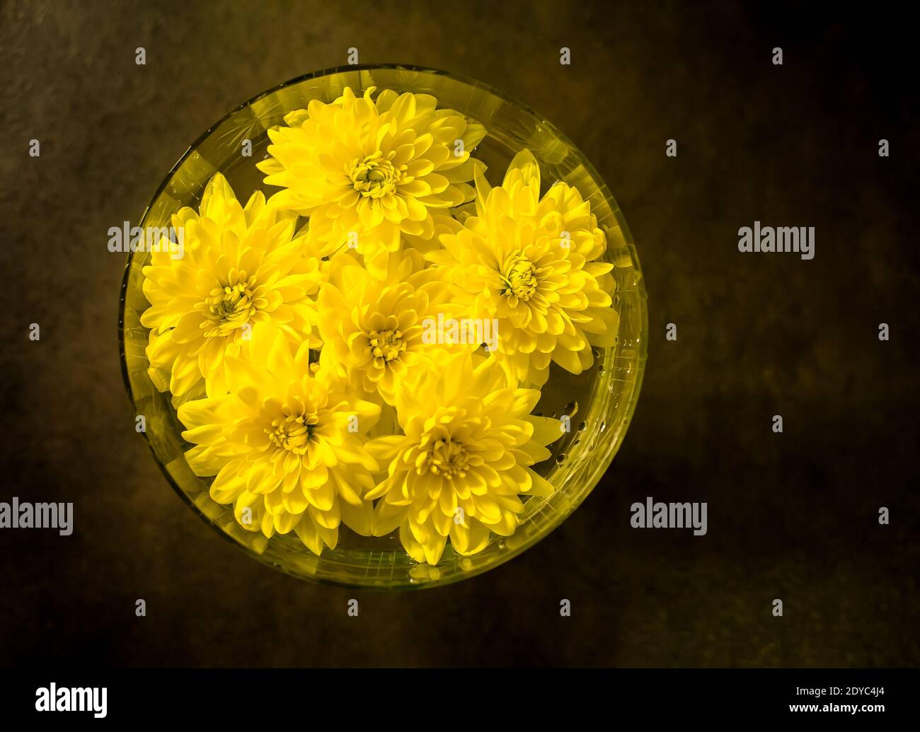 Fiori di crisantemo gialli galleggianti in acqua in vetro, vista dall'alto, margherita dorata, romantico sfondo floreale Foto Stock