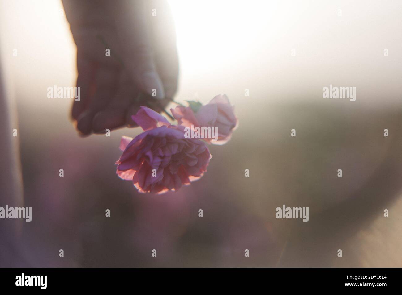 Mano femminile con rosa a fuoco morbido Foto Stock
