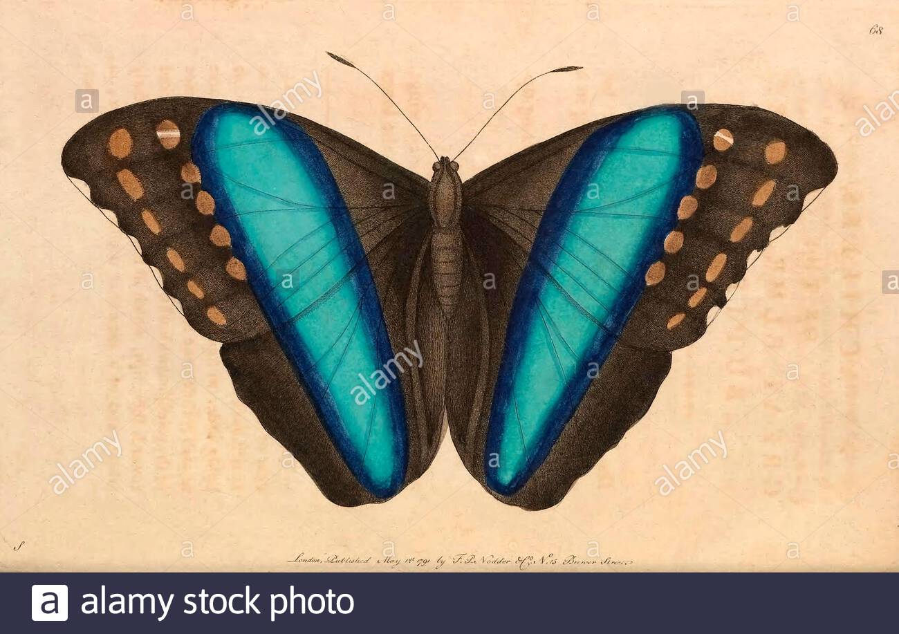 Grande farfalla a banda blu (Morpho achilles), illustrazione d'epoca pubblicata nella Miscellania del Naturalista dal 1789 Foto Stock