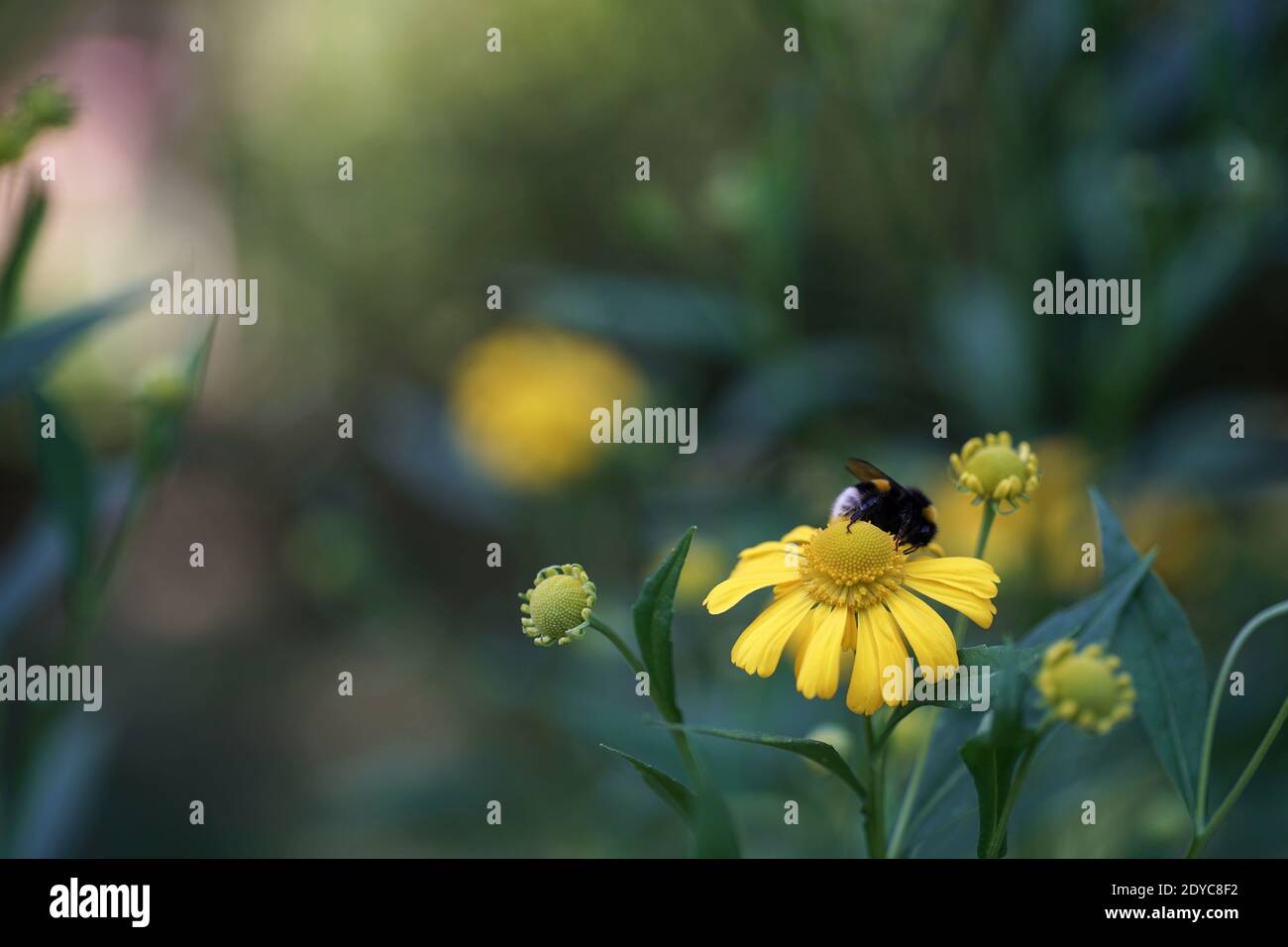 Agosto nel giardino, un bumblebee su un comune fiore sneezeweed, bokeh, sfondo fuzzy e spazio di copia Foto Stock