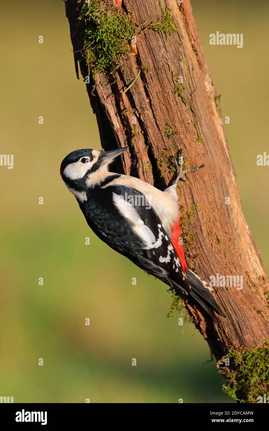 Un maschio adulto Grande Picchio (Dendrocopos Major) Su un tronco di albero in un giardino nel Regno Unito Foto Stock