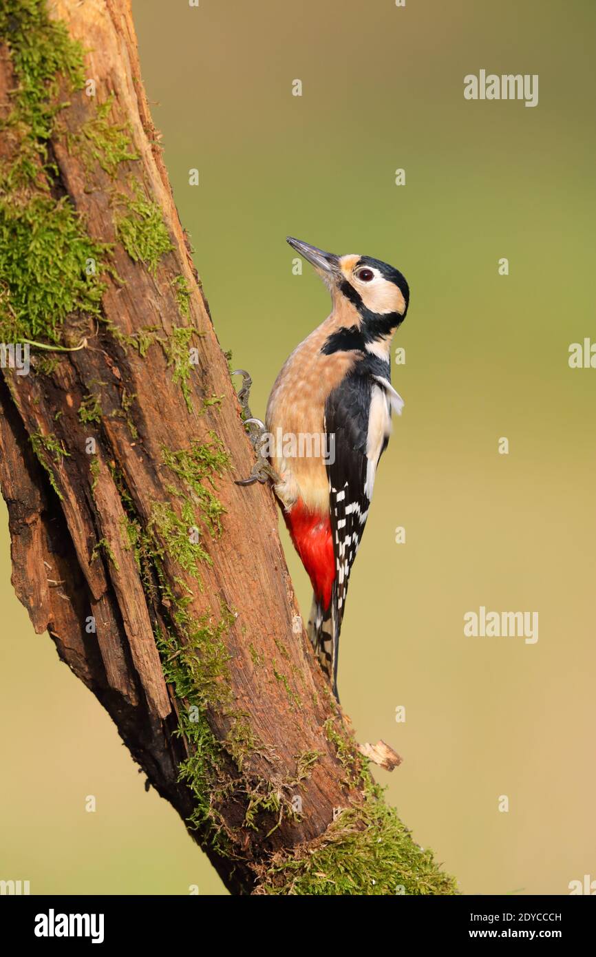 Una femmina adulta di Picchio grande macchiato (Dendrocopos Major) alimentazione su un tronco di albero in un giardino nel REGNO UNITO Foto Stock