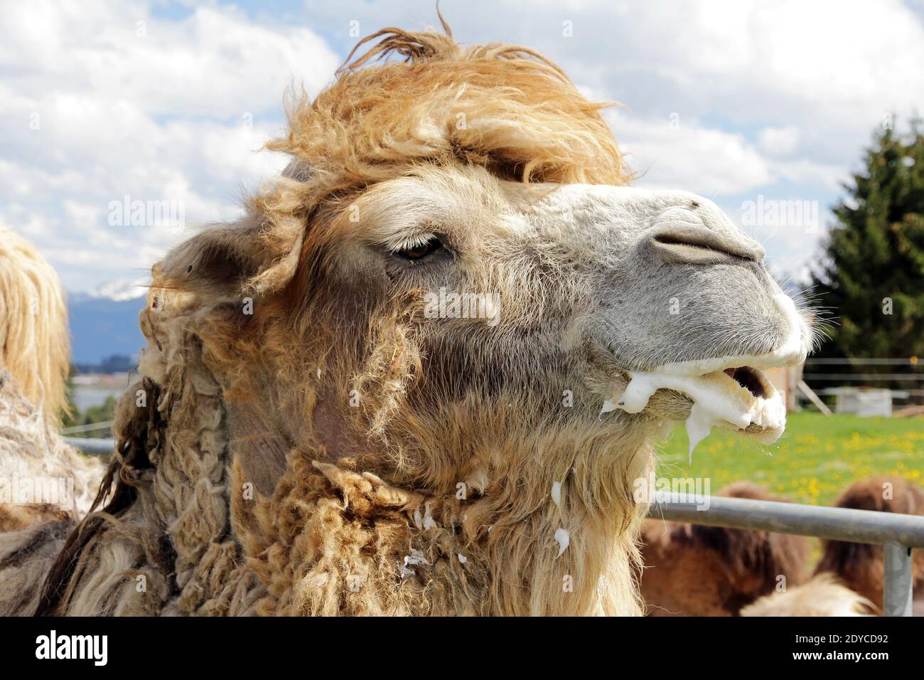 Un cammello maschio nel rut Foto Stock