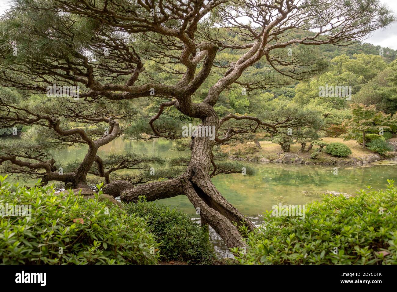 Twisted Japanese black pine Byobu-matsu (Pinus thunbergii), Ritsurin Garden, Takamatsu, Giappone Foto Stock
